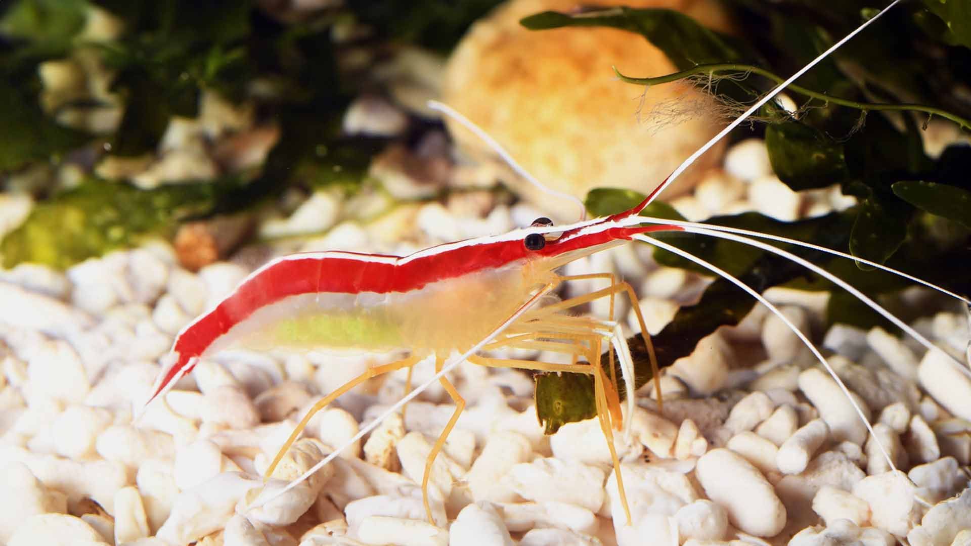 Scarlet Cleaner Shrimp