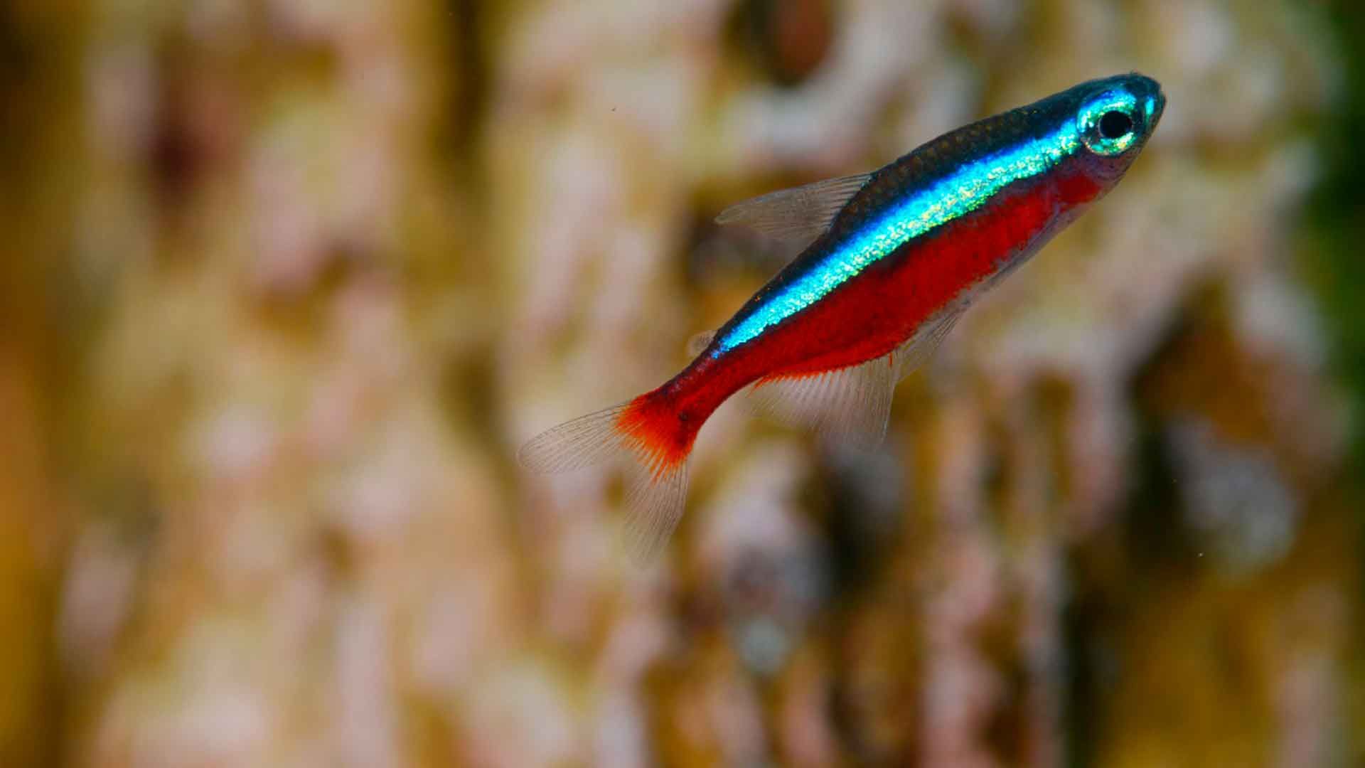 Cardinal Tetra