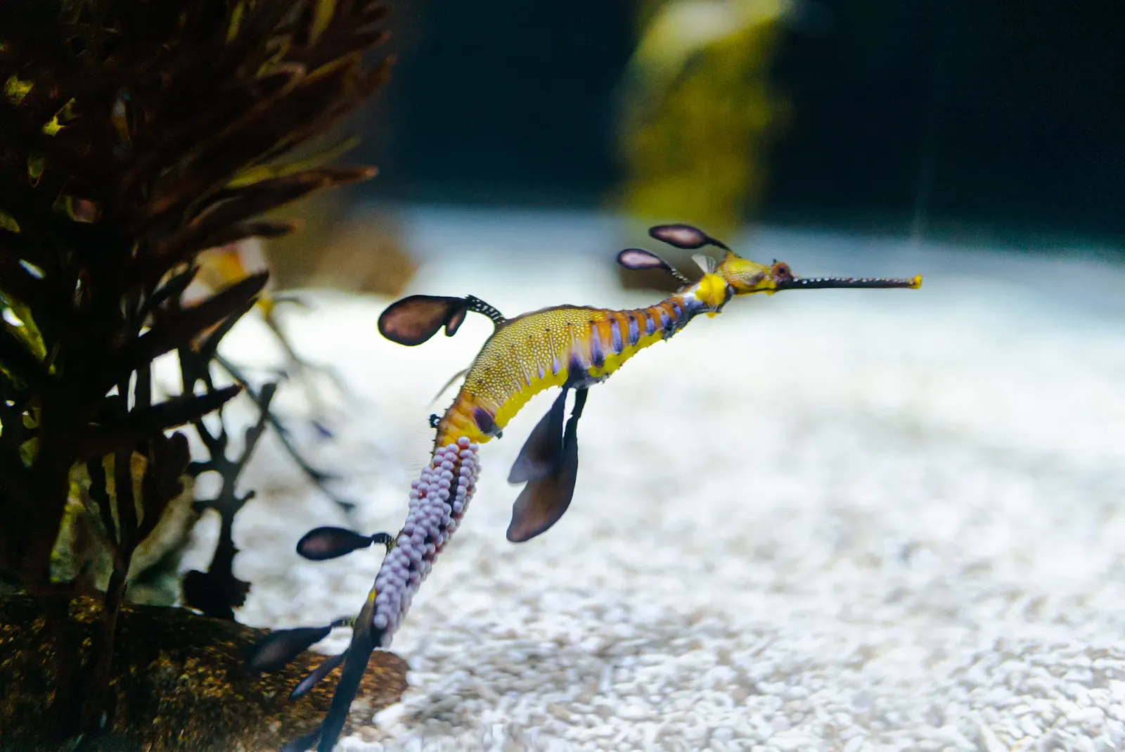 Common Sea Dragon (Phyllopteryx taeniolatus)