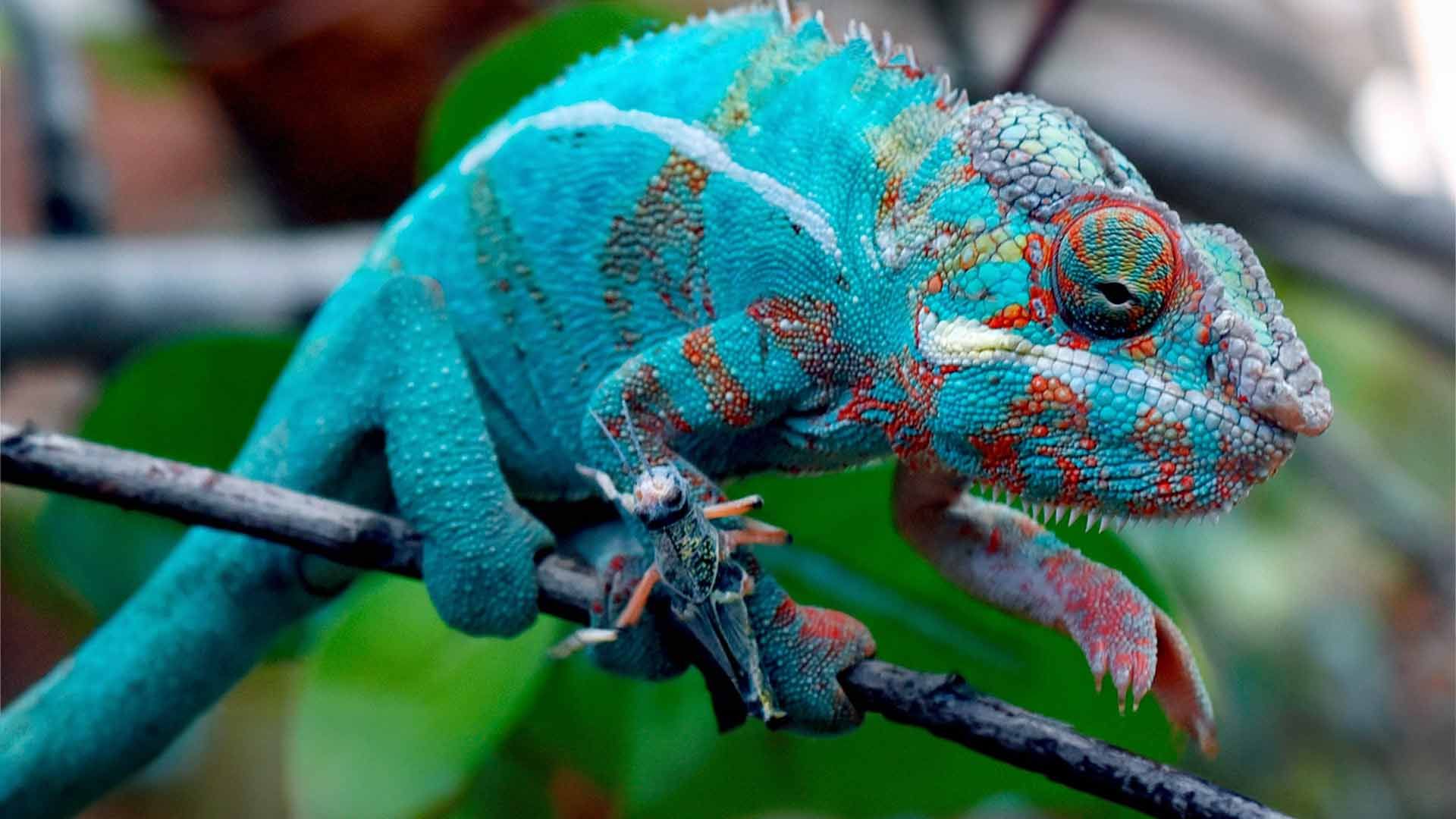 Chameleons