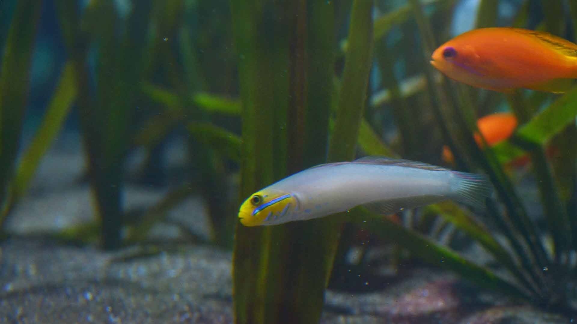 Golden Head Sleeper Goby