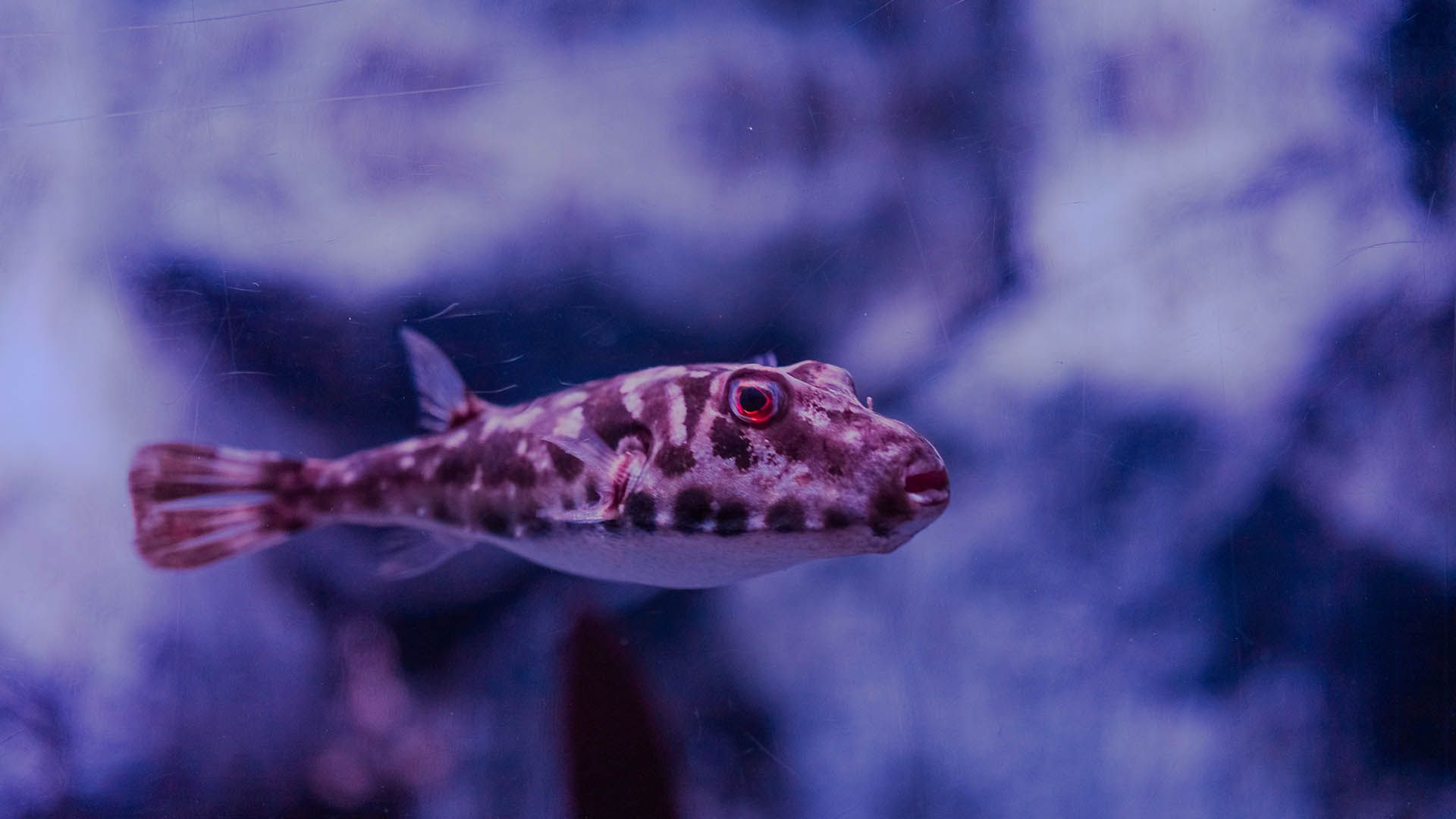 Brauner Kugelfisch Poema Del Mar Aquarium Gran Canaria