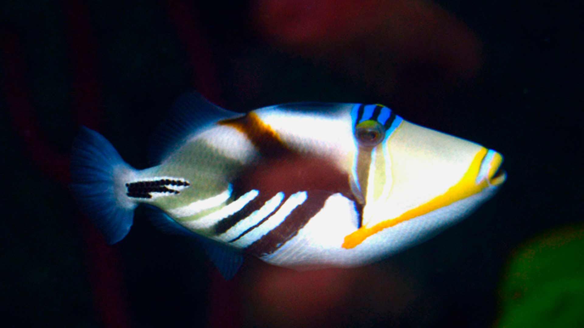 Lagoon Triggerfish Poema Del Mar Aquarium Gran Canaria