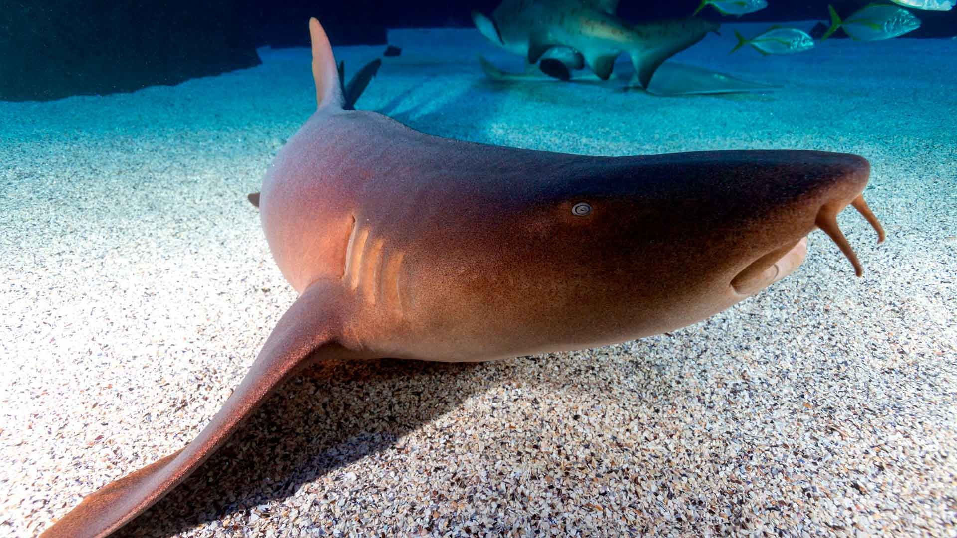 Nurse Shark