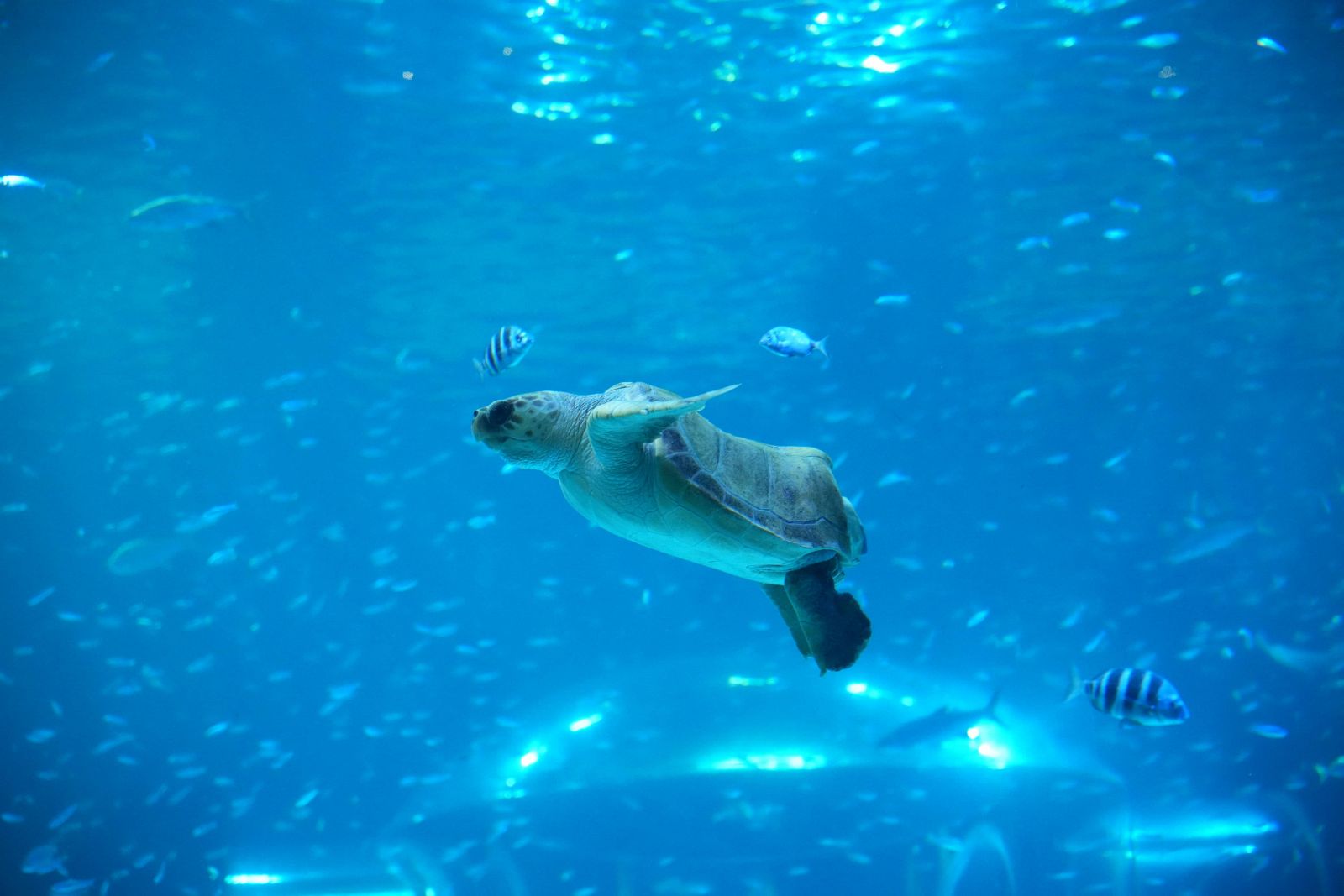 Tortuga boba (Caretta caretta)