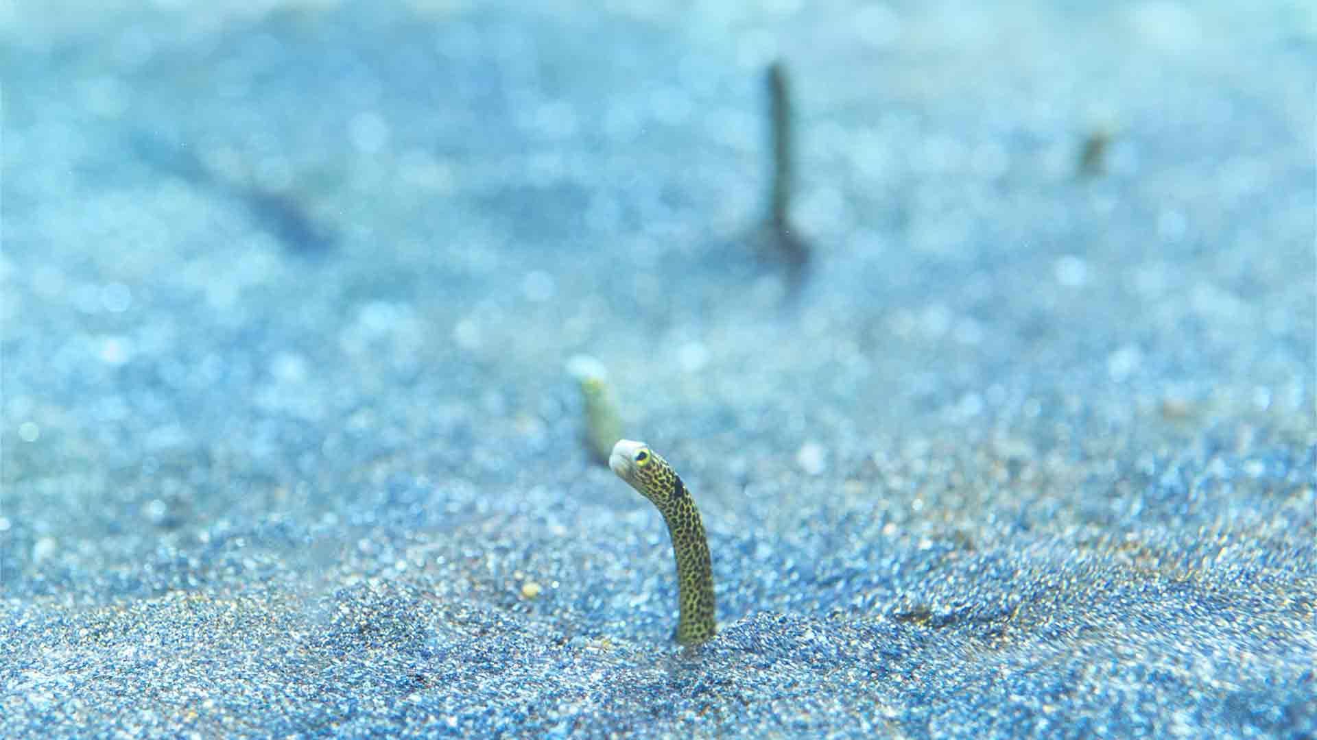 Garden Eel