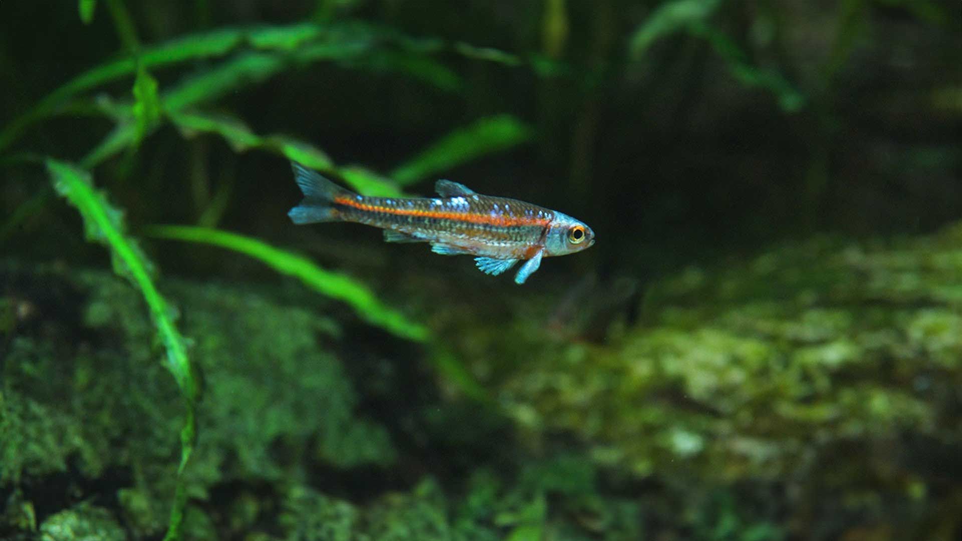 Barbo Arcoiris