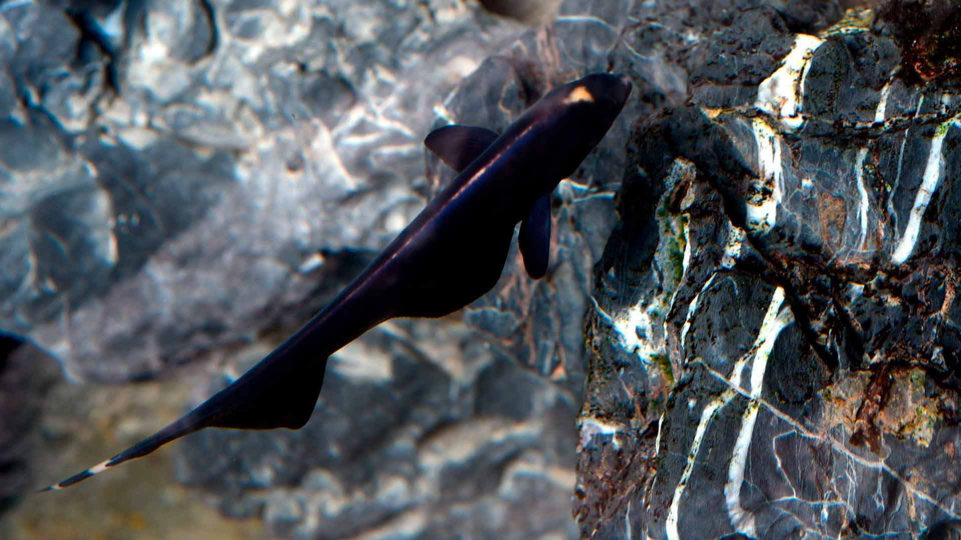 Black Ghost Knifefish