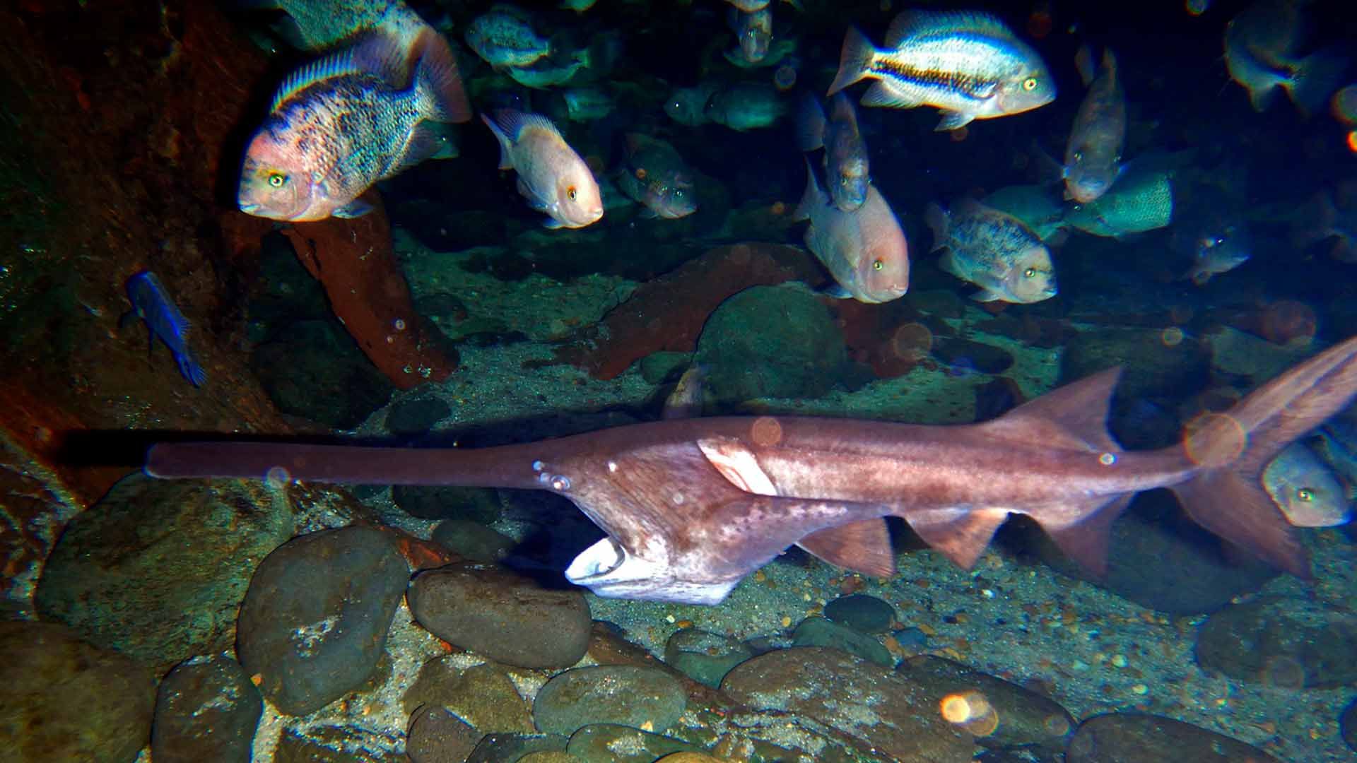 American Paddlefish