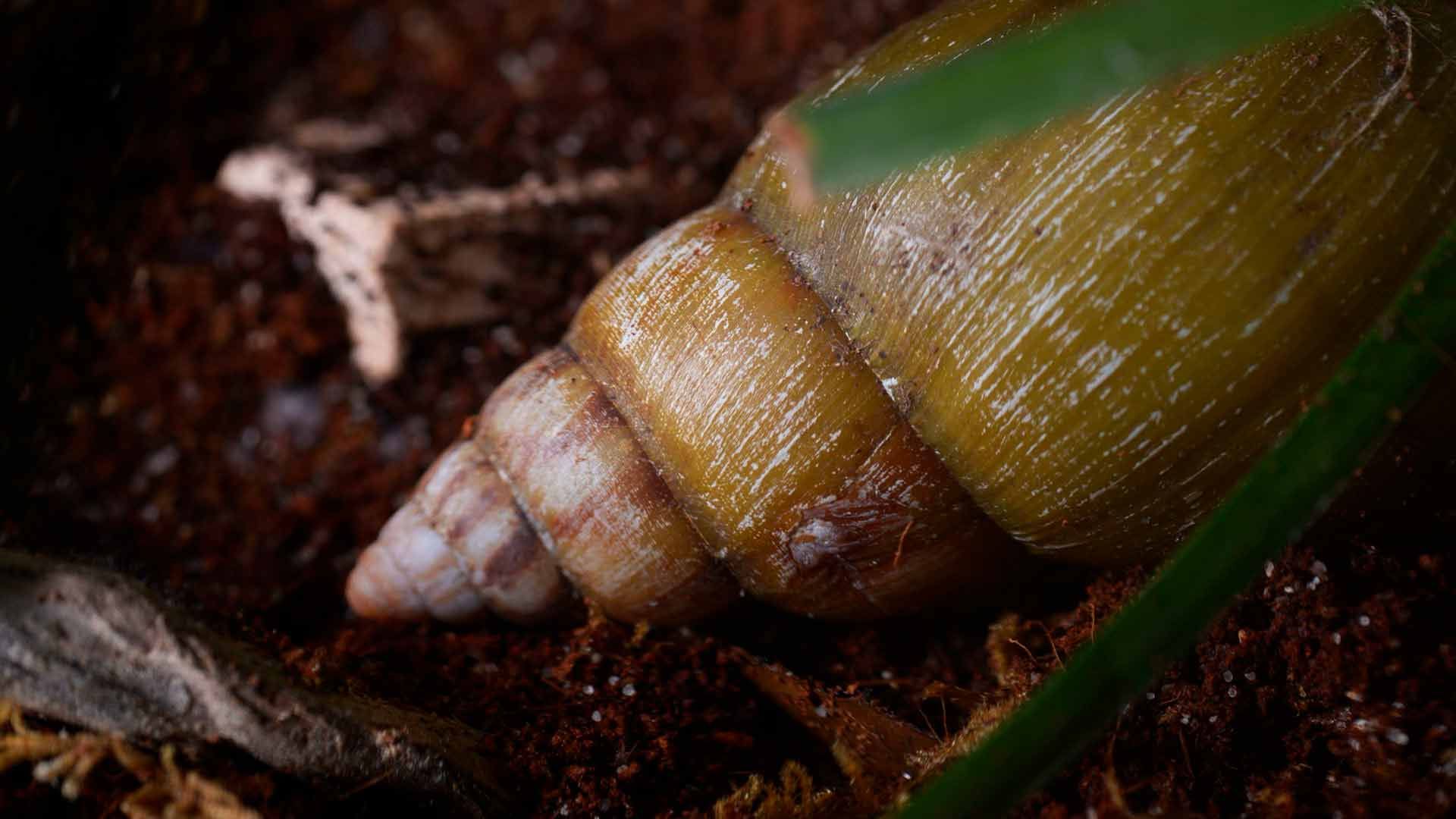 Giant African Snail