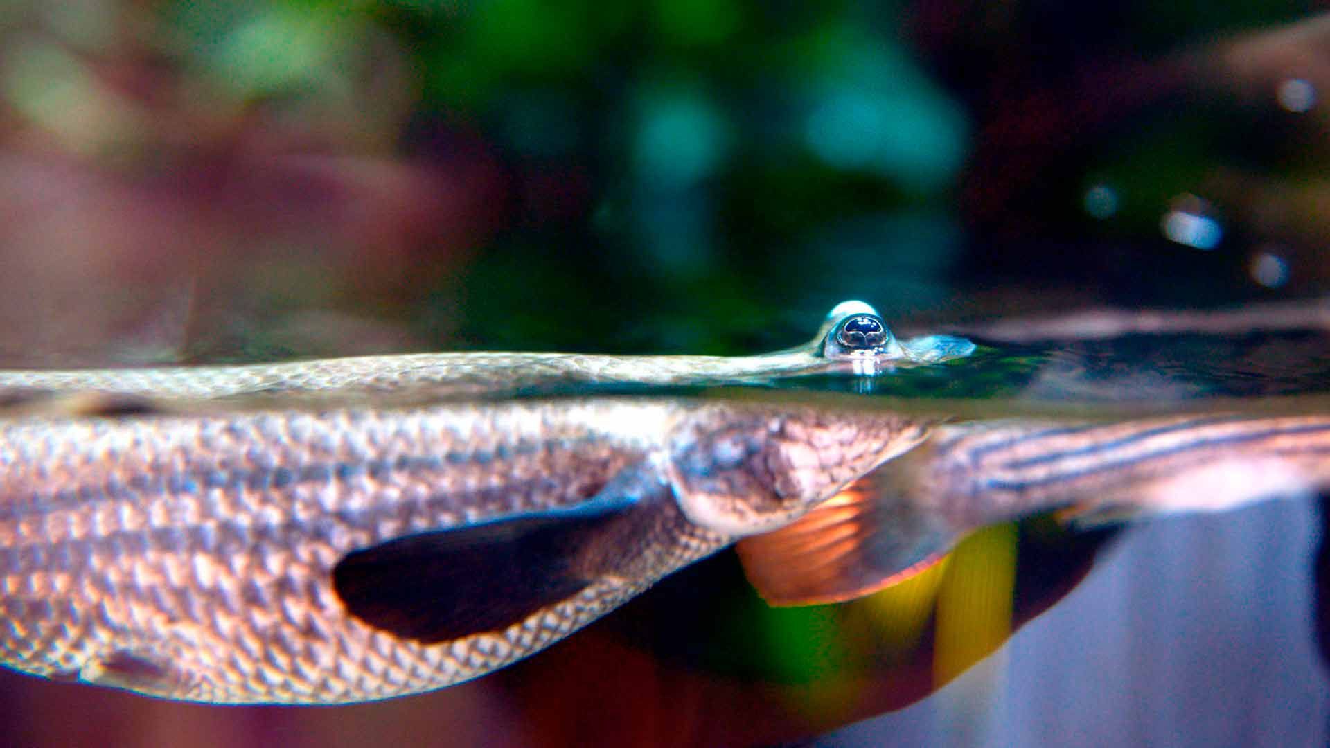 Four Eyed Fish Poema Del Mar Aquarium Gran Canaria