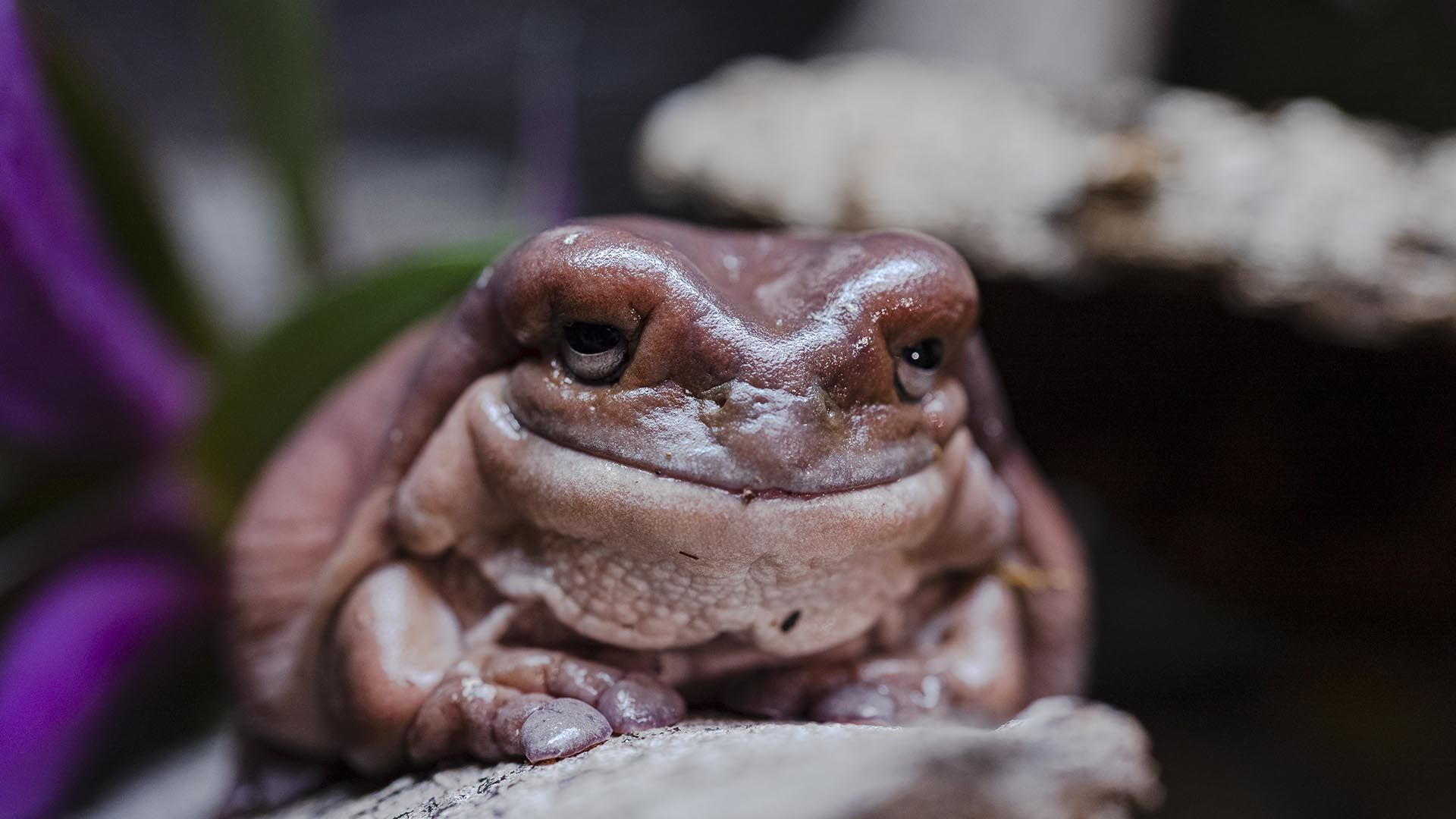 Brauner Laubfrosch Poema del Mar Aquarium Gran Canaria