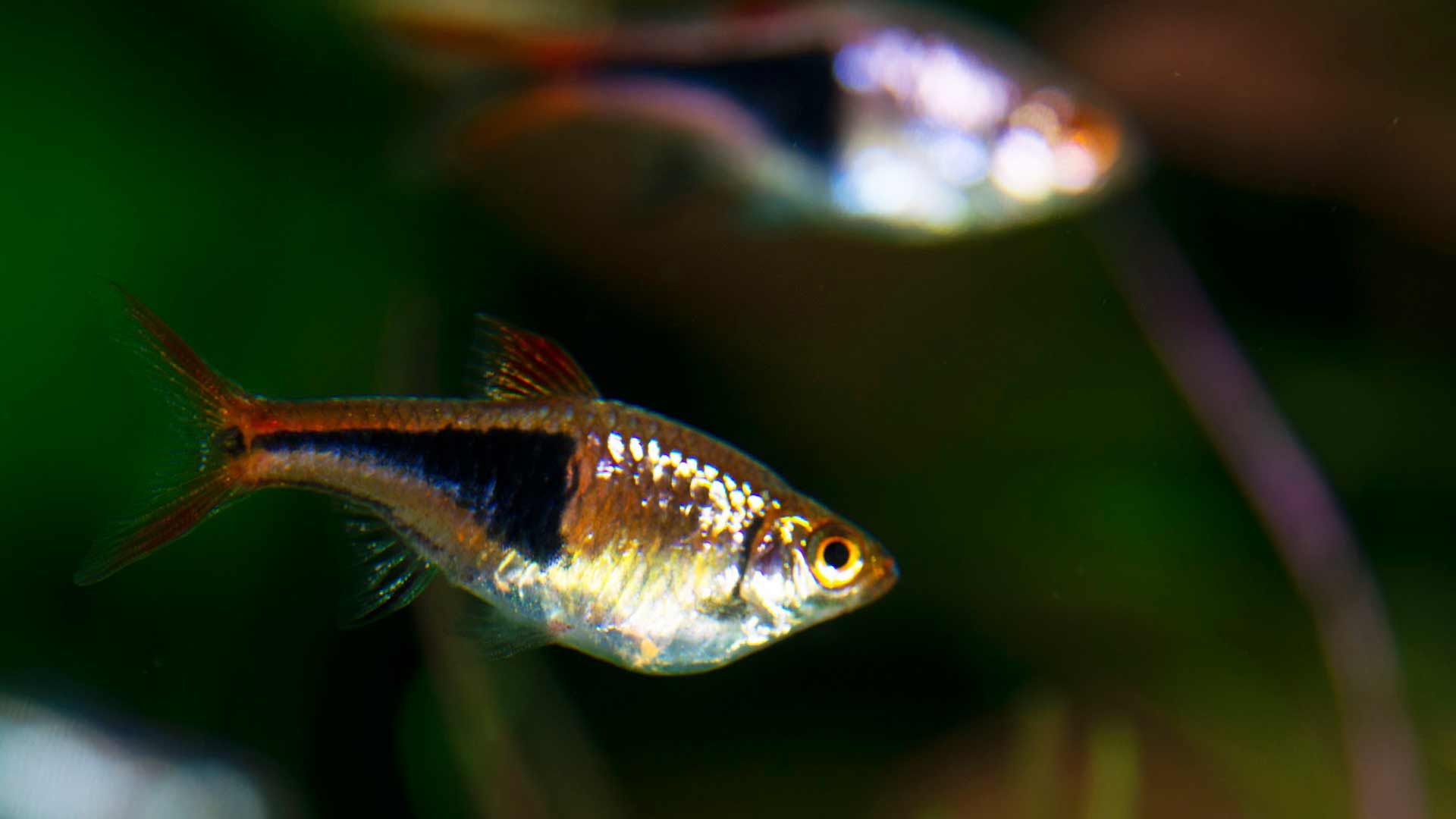 Haslequin Rasbora