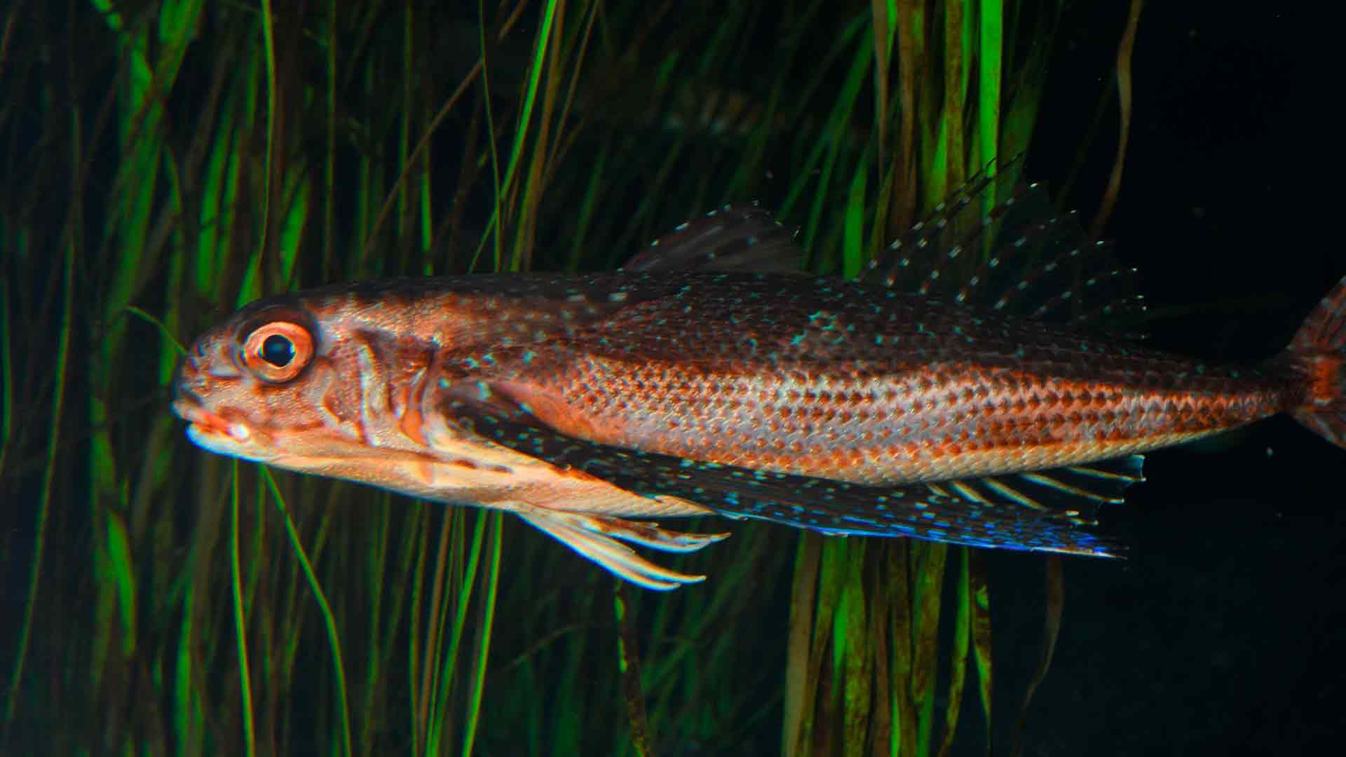 Flying Gurnard