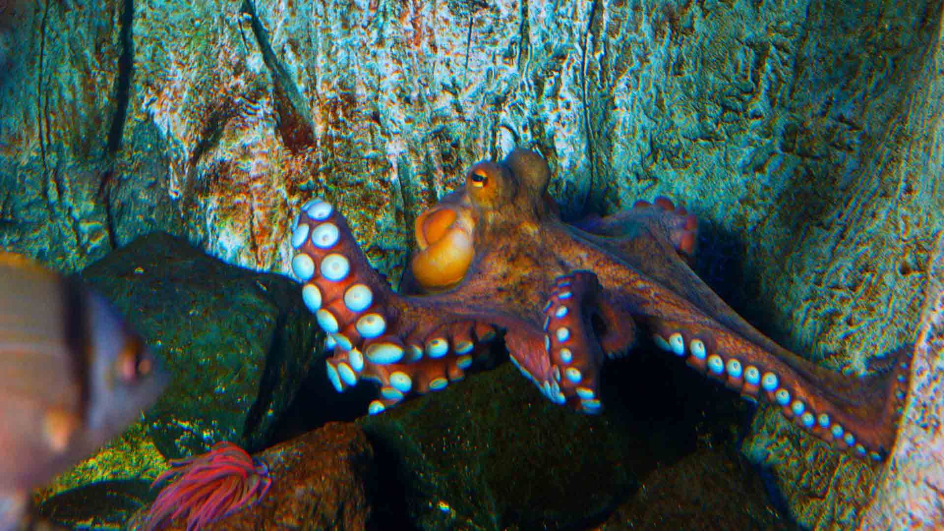 Comun Octopus