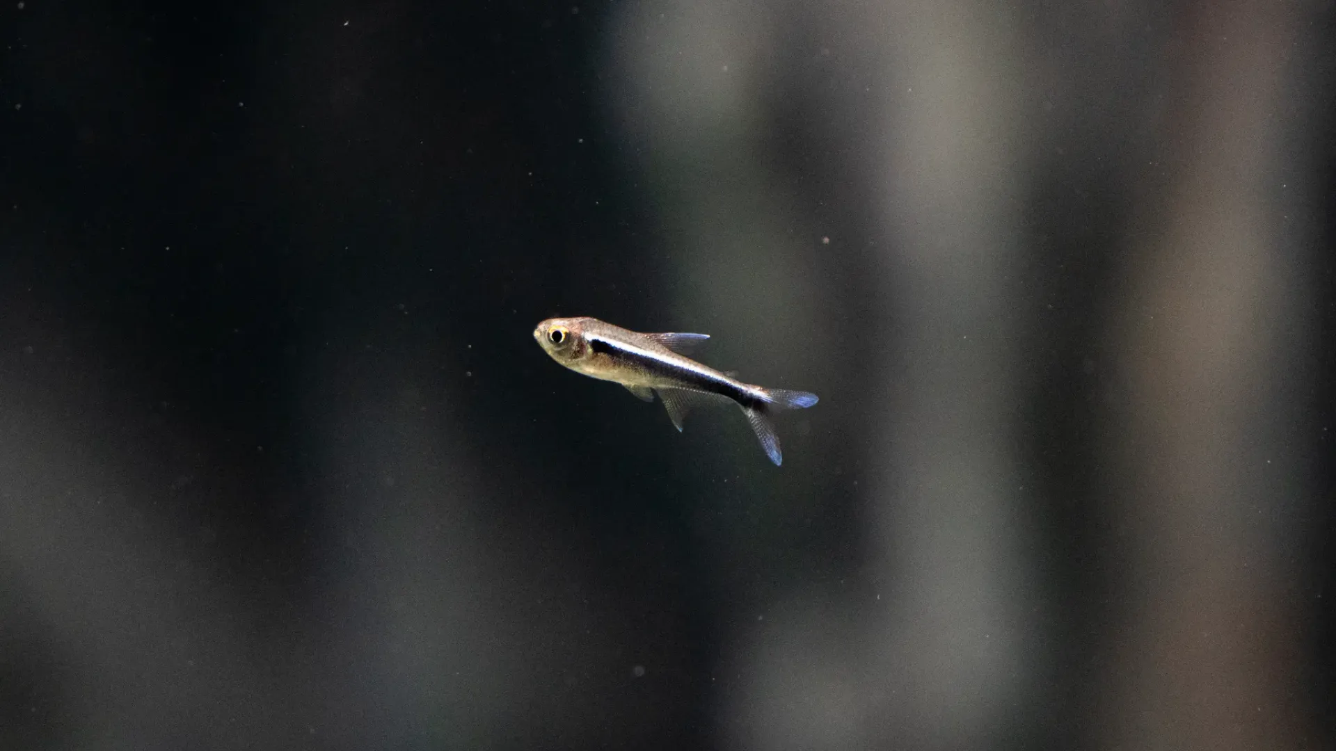Pez Tetra Negro