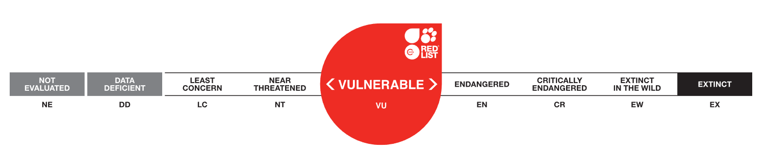 Lista roja UICN Litoria Caerulea