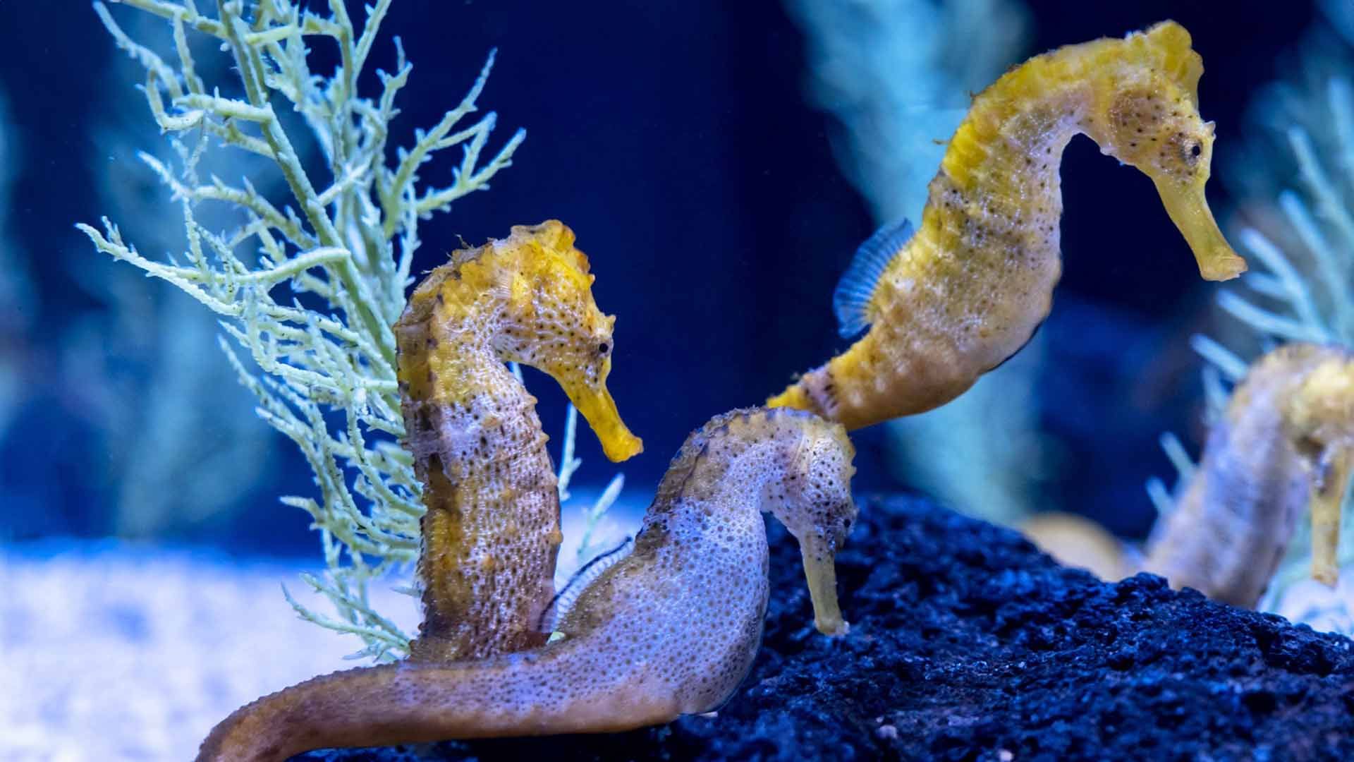 Longsnout Seahorse