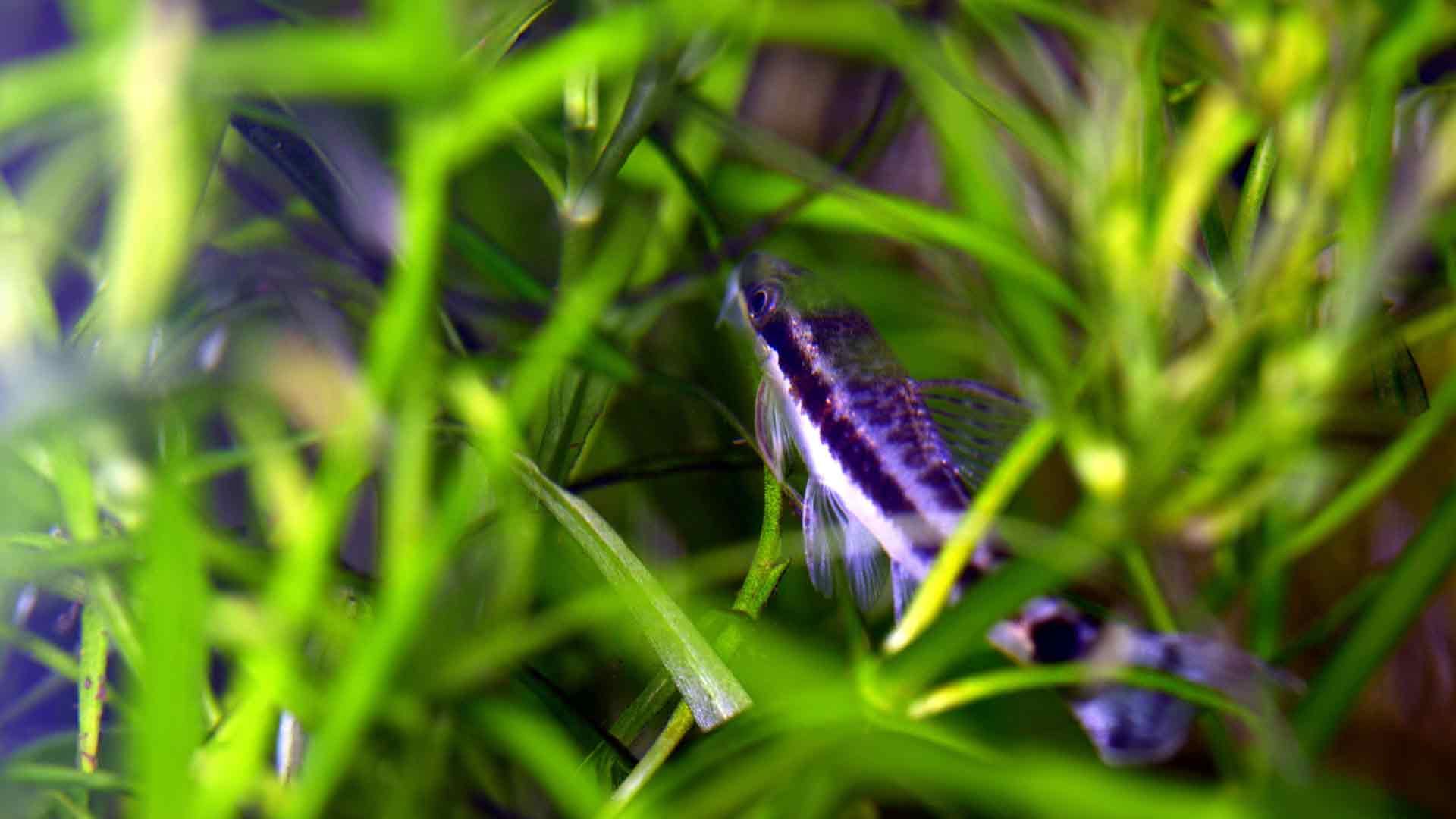 Otocinclus Catfish