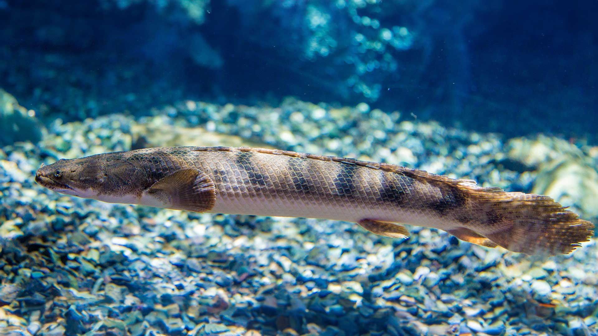 Congo Bichir