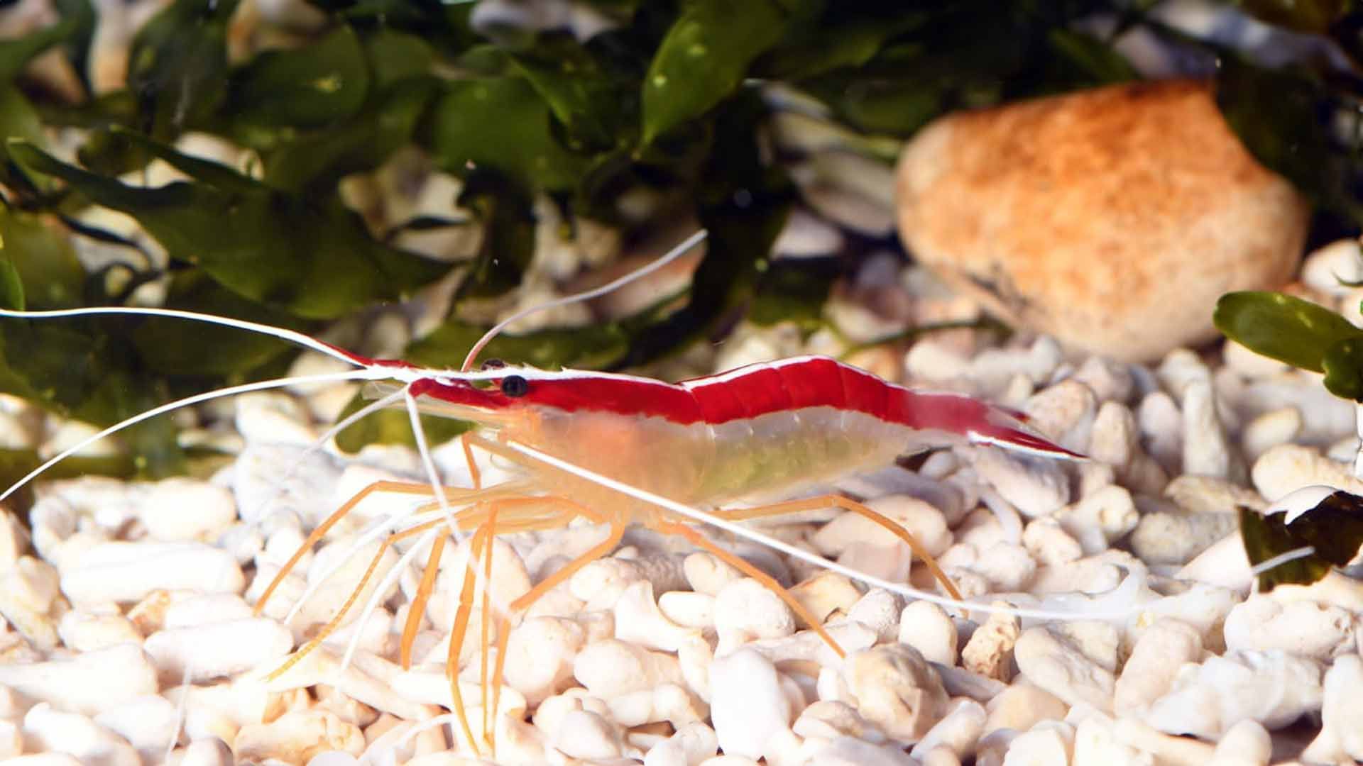 Scarlet Cleaner Shrimp