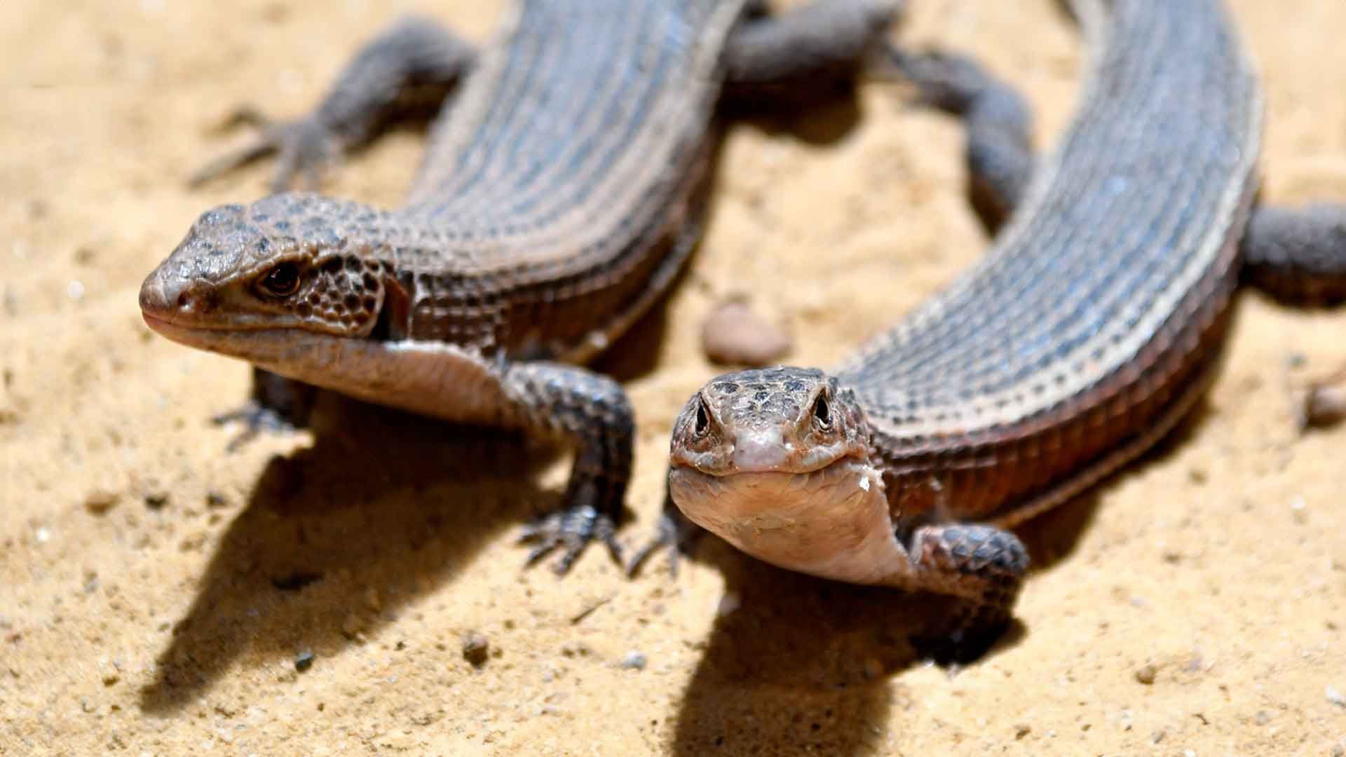 Lagarto Plateado de Sudán