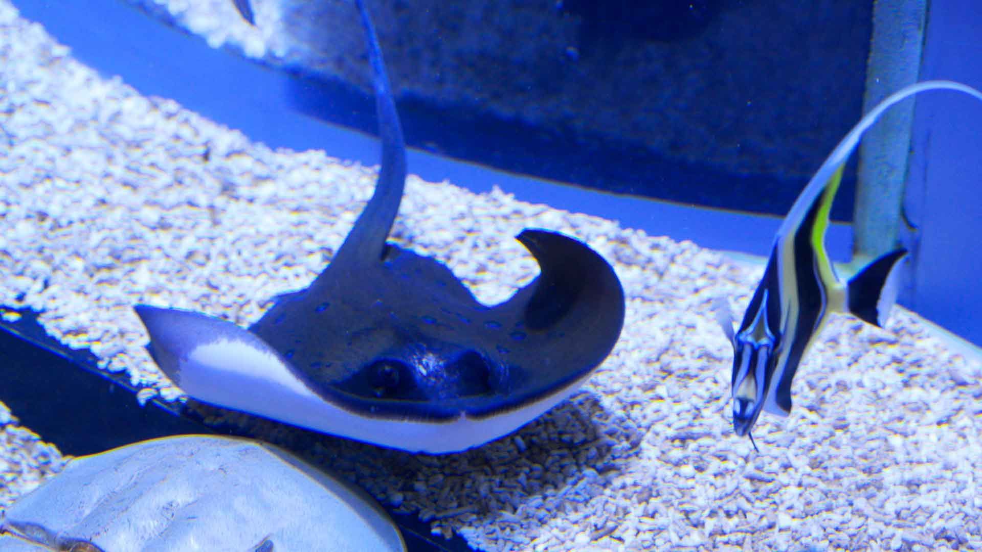 Bluespotted Ribbontail Ray