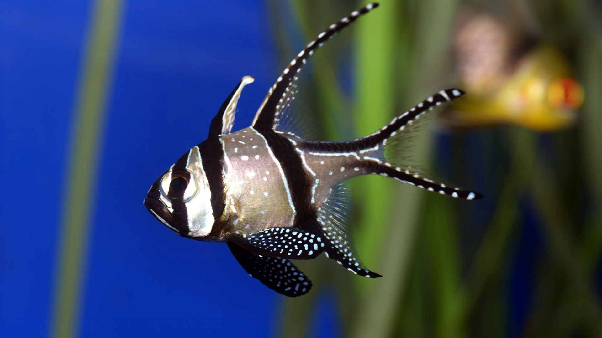 Cardenal de Bangai Poema Del Mar Acuario Gran Canaria