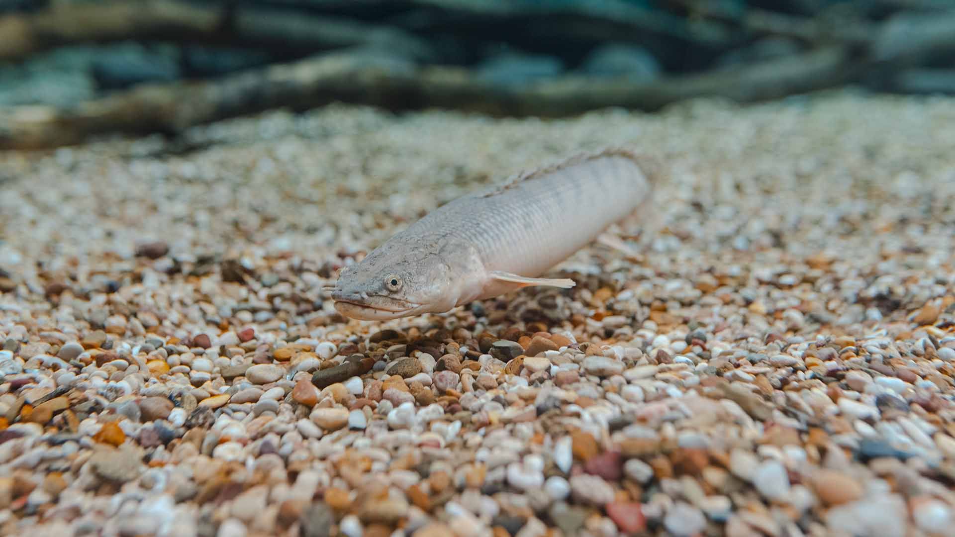 Gray bichir Poema del Mar Aquarium Gran Canaria