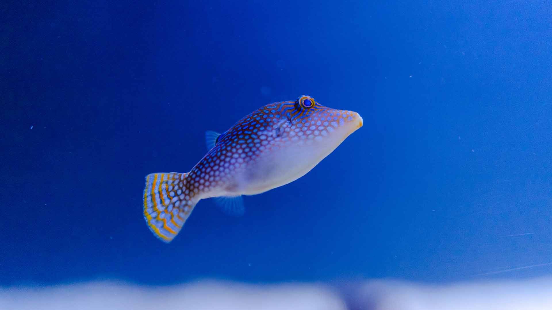 Spotted sharpnose puffer Poema Del Mar Aquarium Gran Canaria