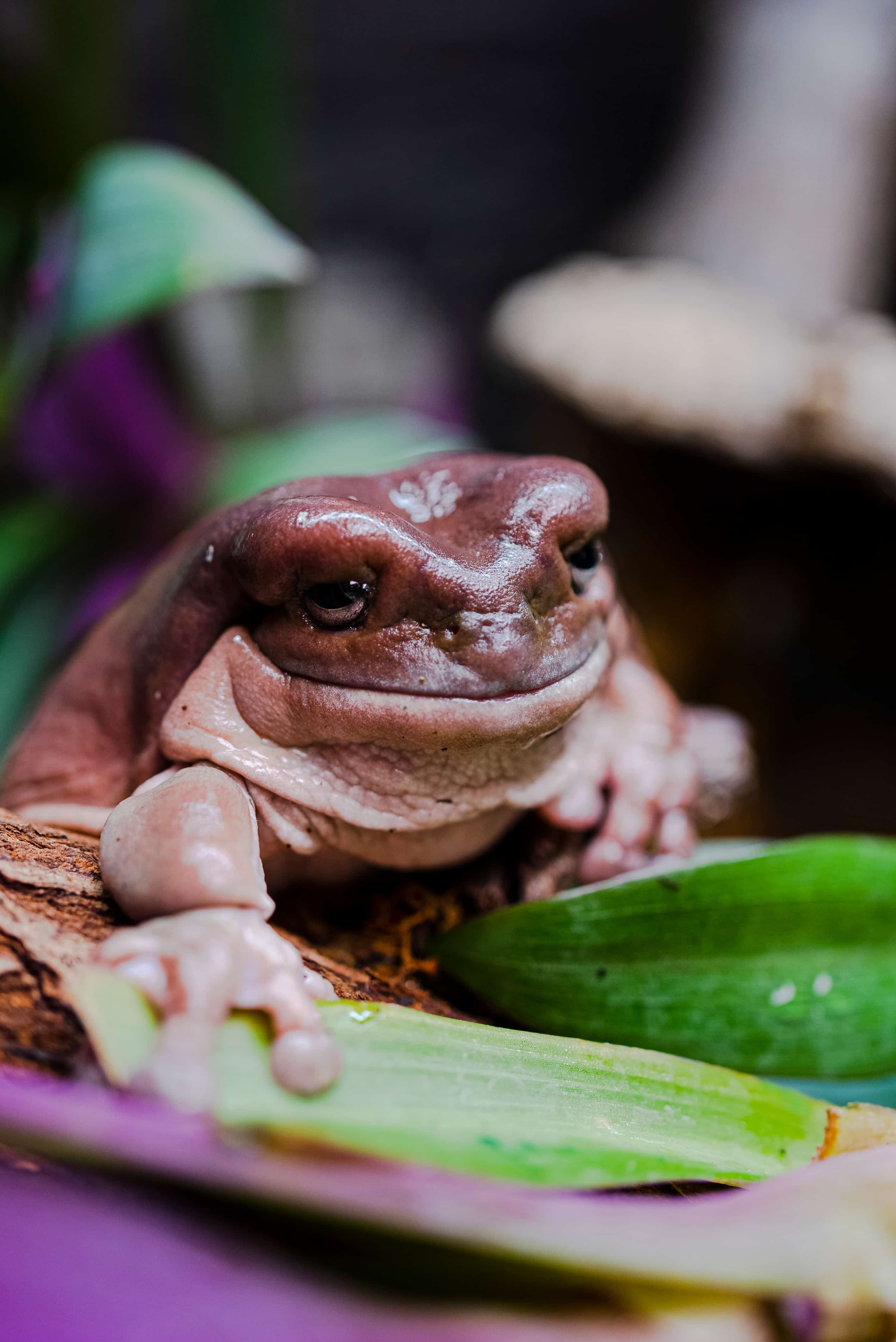 Rana arborícola australiana de cerca