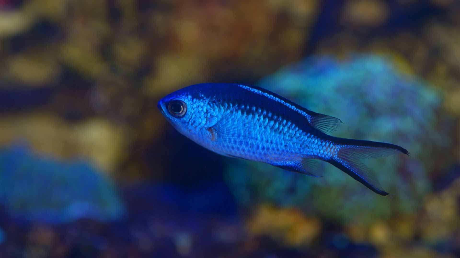 Blue Damselfish