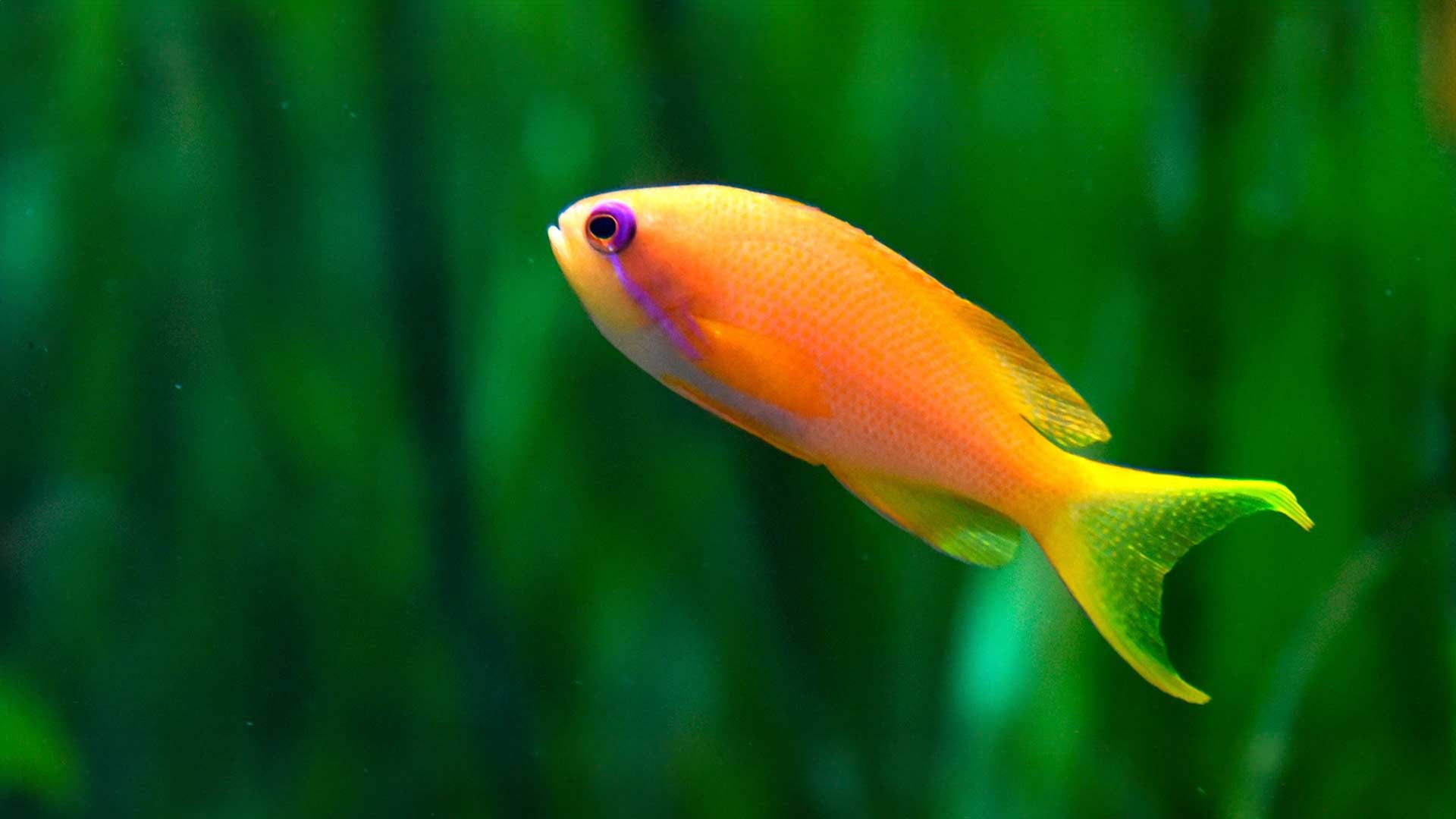 Red Bar Anthias