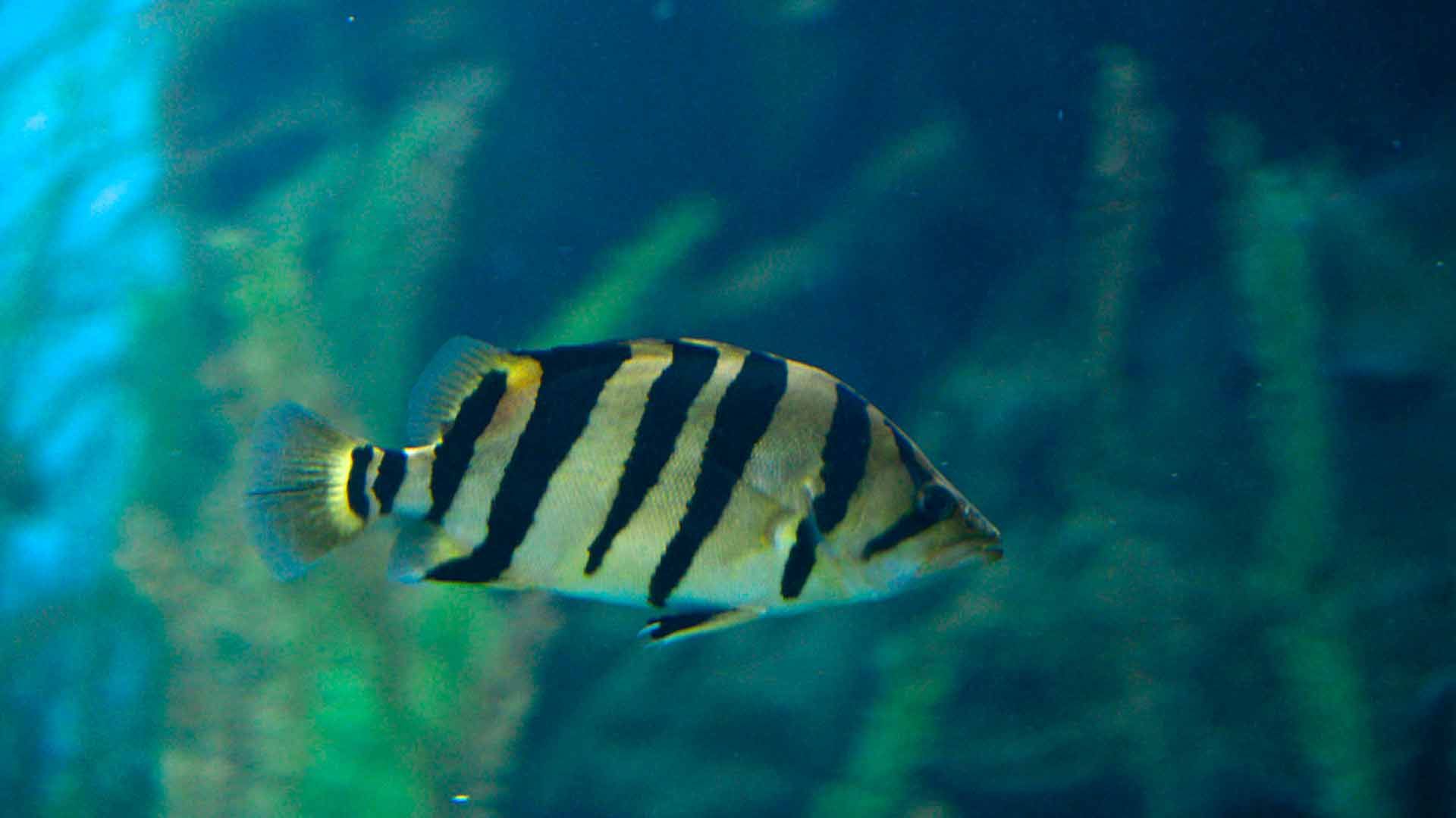 Tigerfish Poema Del Mar Aquarium Gran Canaria