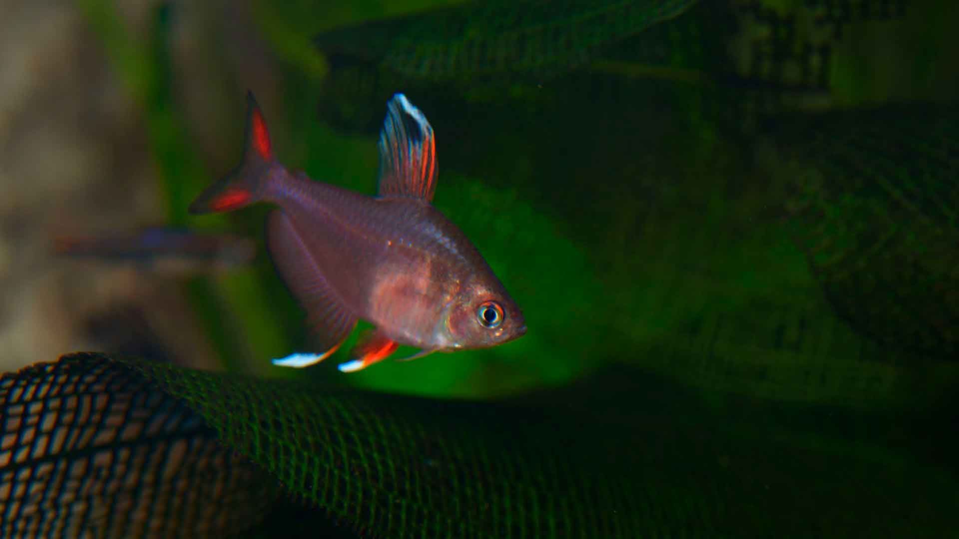 Moonrise Pink Glofish Tetra