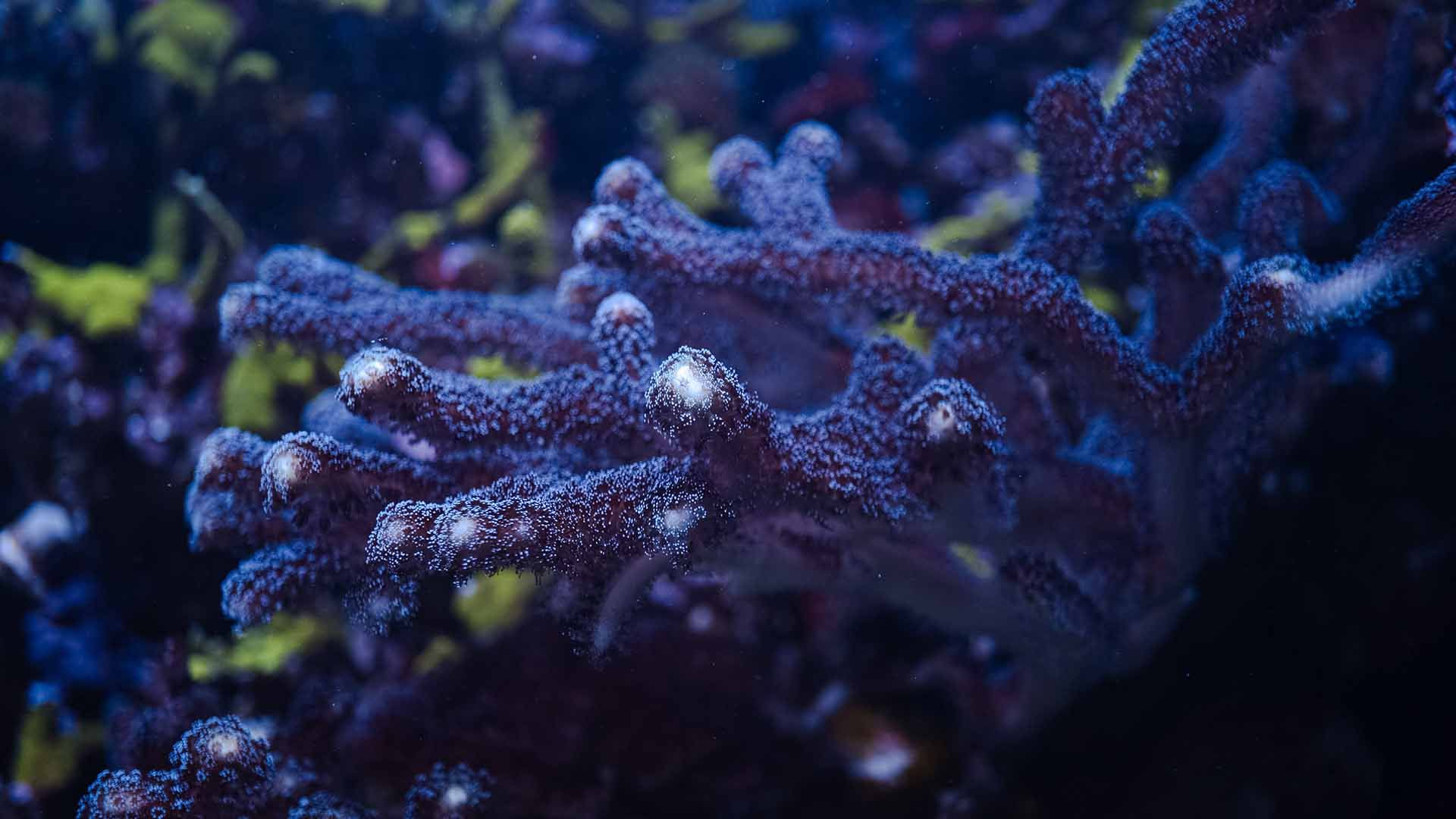 Milka coral Poema Del Mar Aquarium Gran Canaria