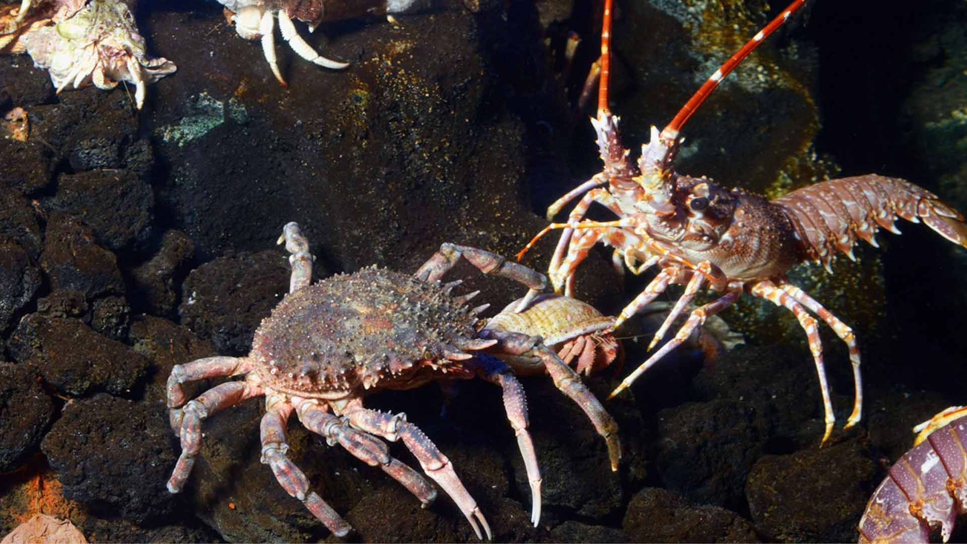 European Spider Crabs