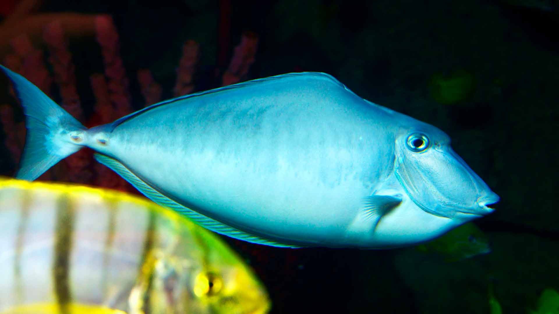 Unicornfish