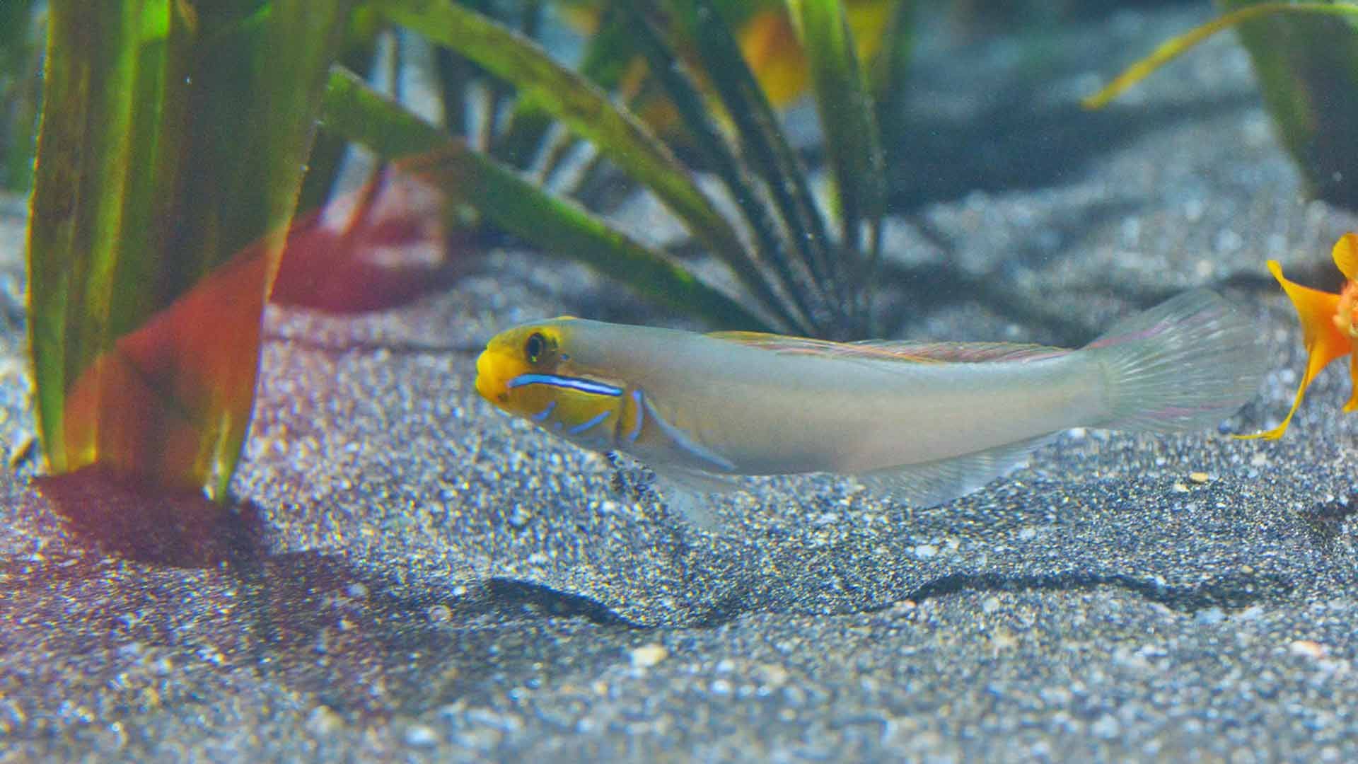 Golden Head Sleeper Goby