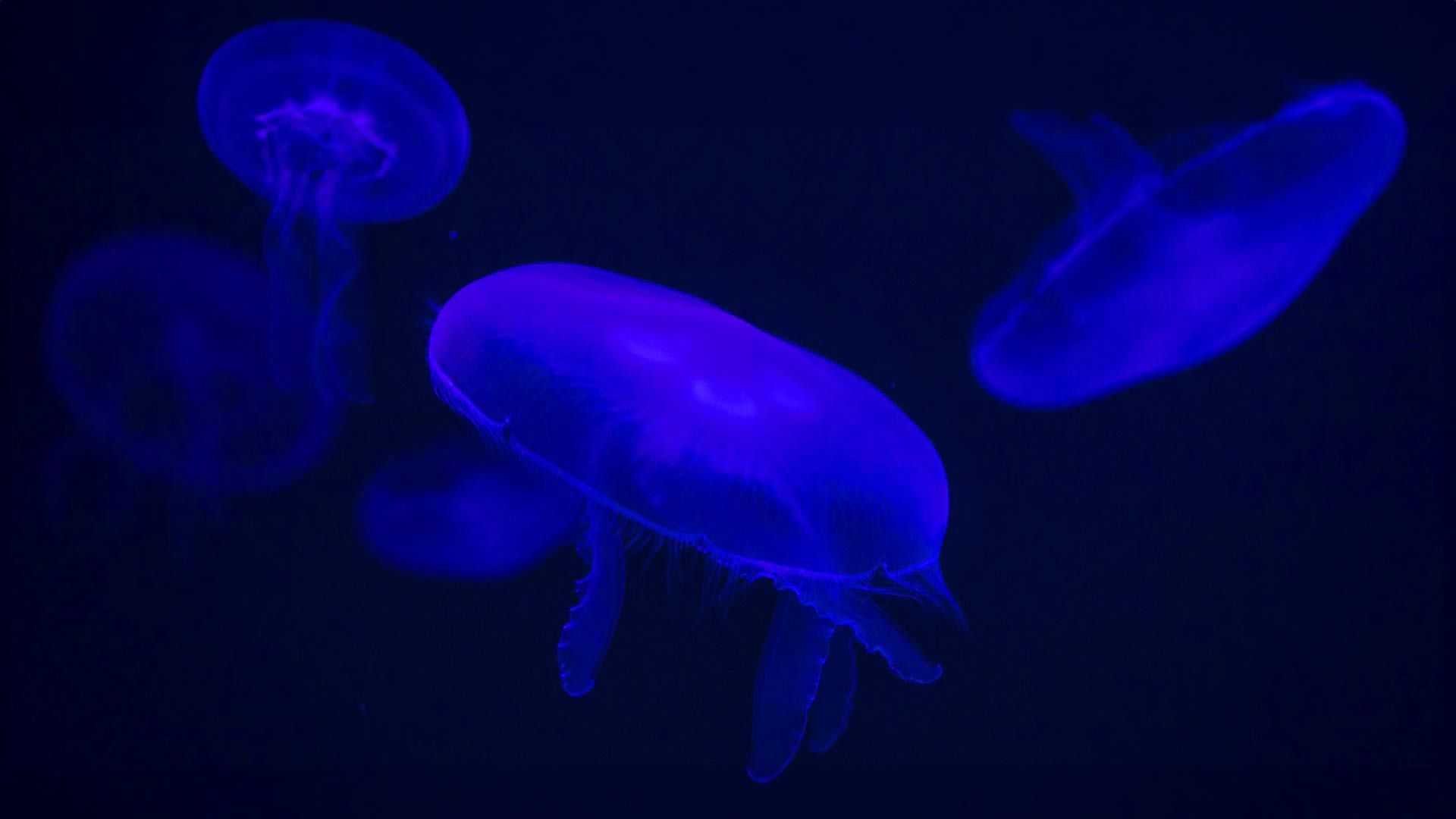 Moon Jelly