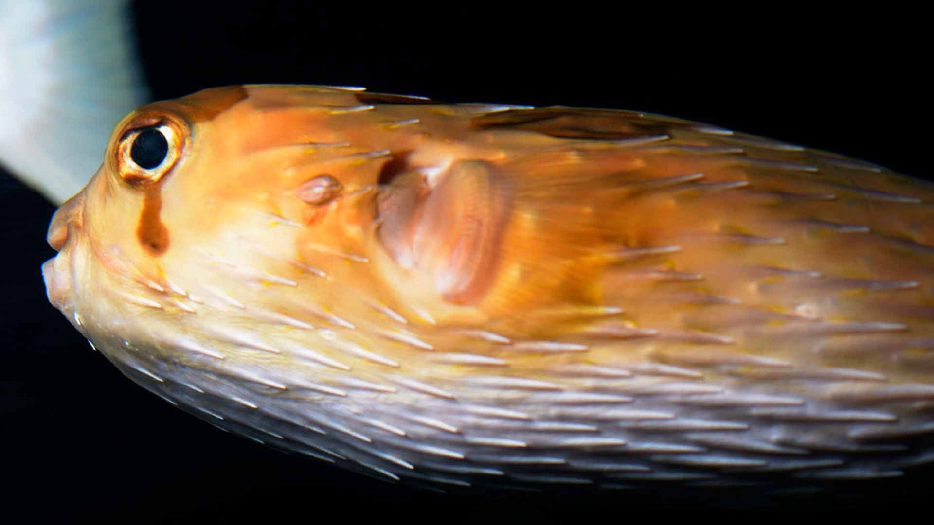 Long Spine Porcupine Fish