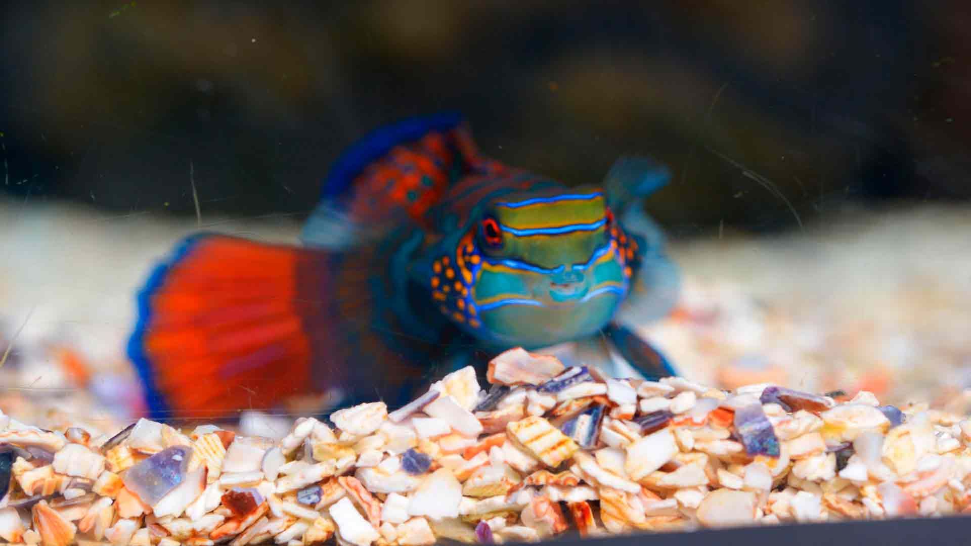 Mandarinfish