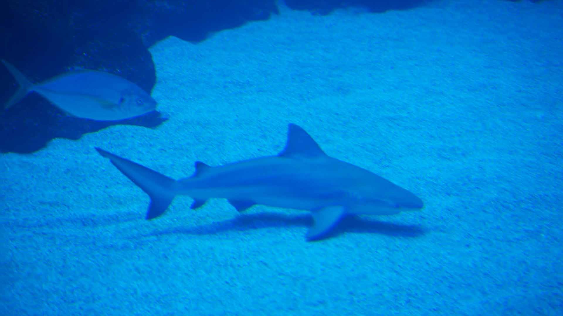 Bull Shark