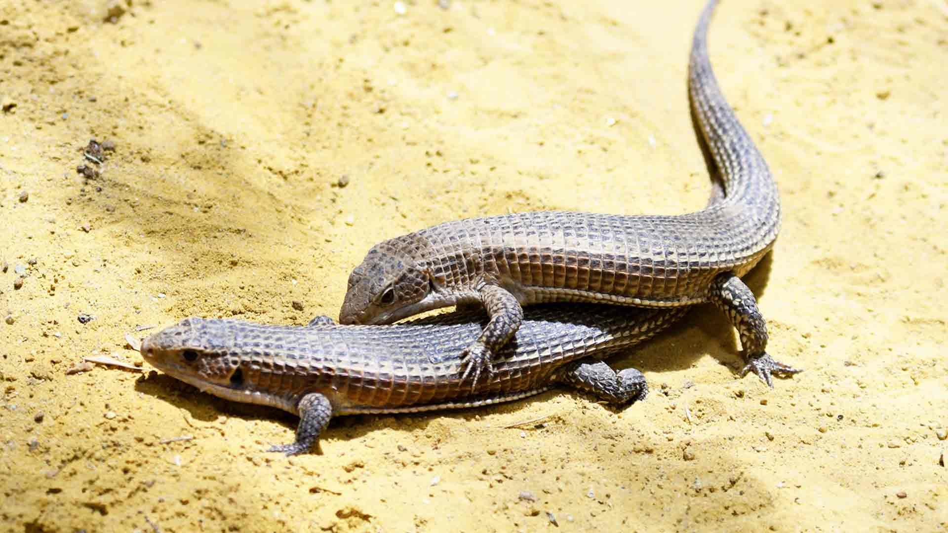 Lagarto Plateado de Sudán