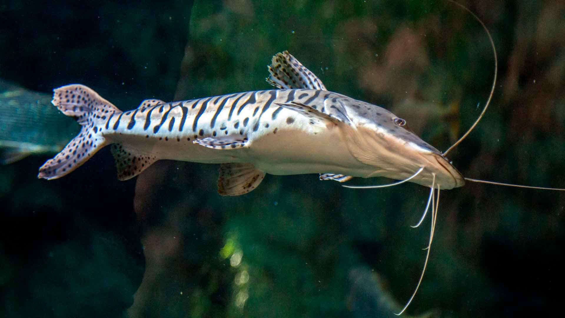 Tiger Shovelnose Catfish