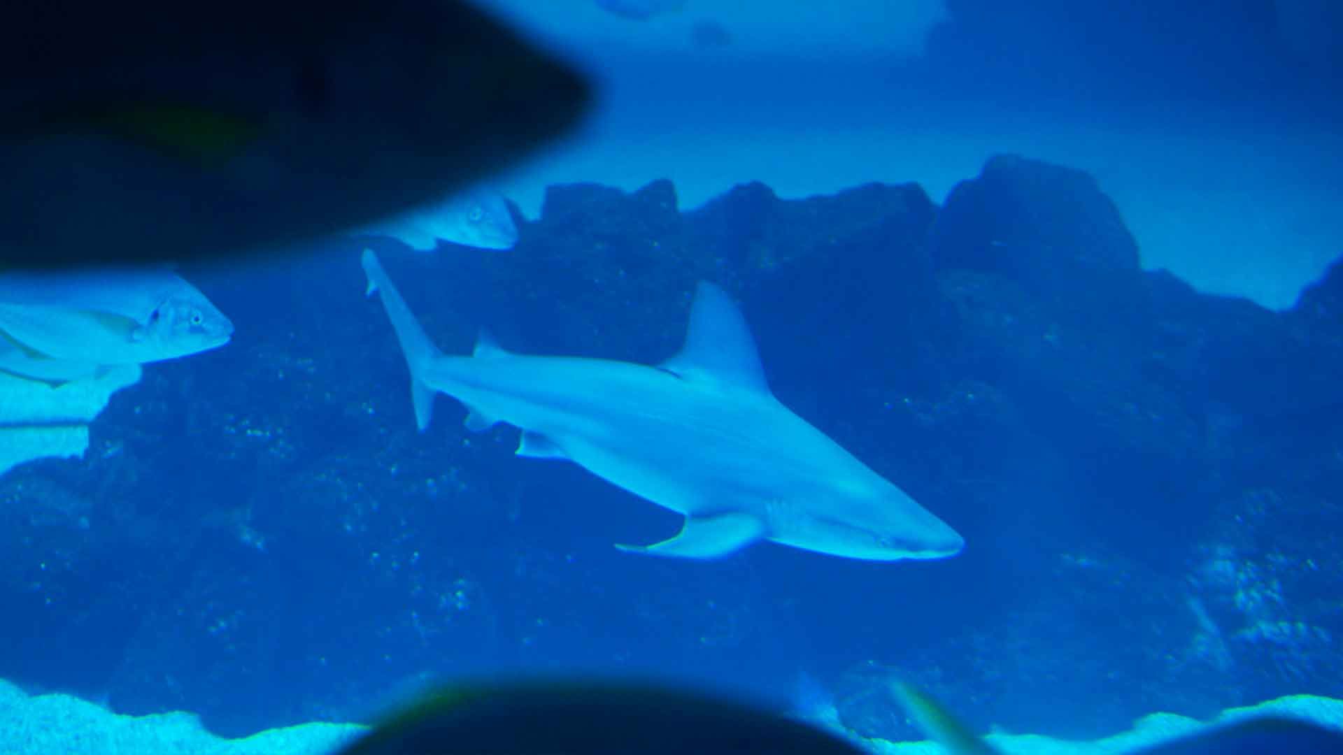 Bull Shark