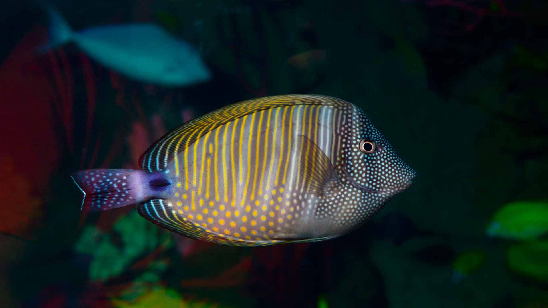 Pez Cirujano Vela de Desjardin