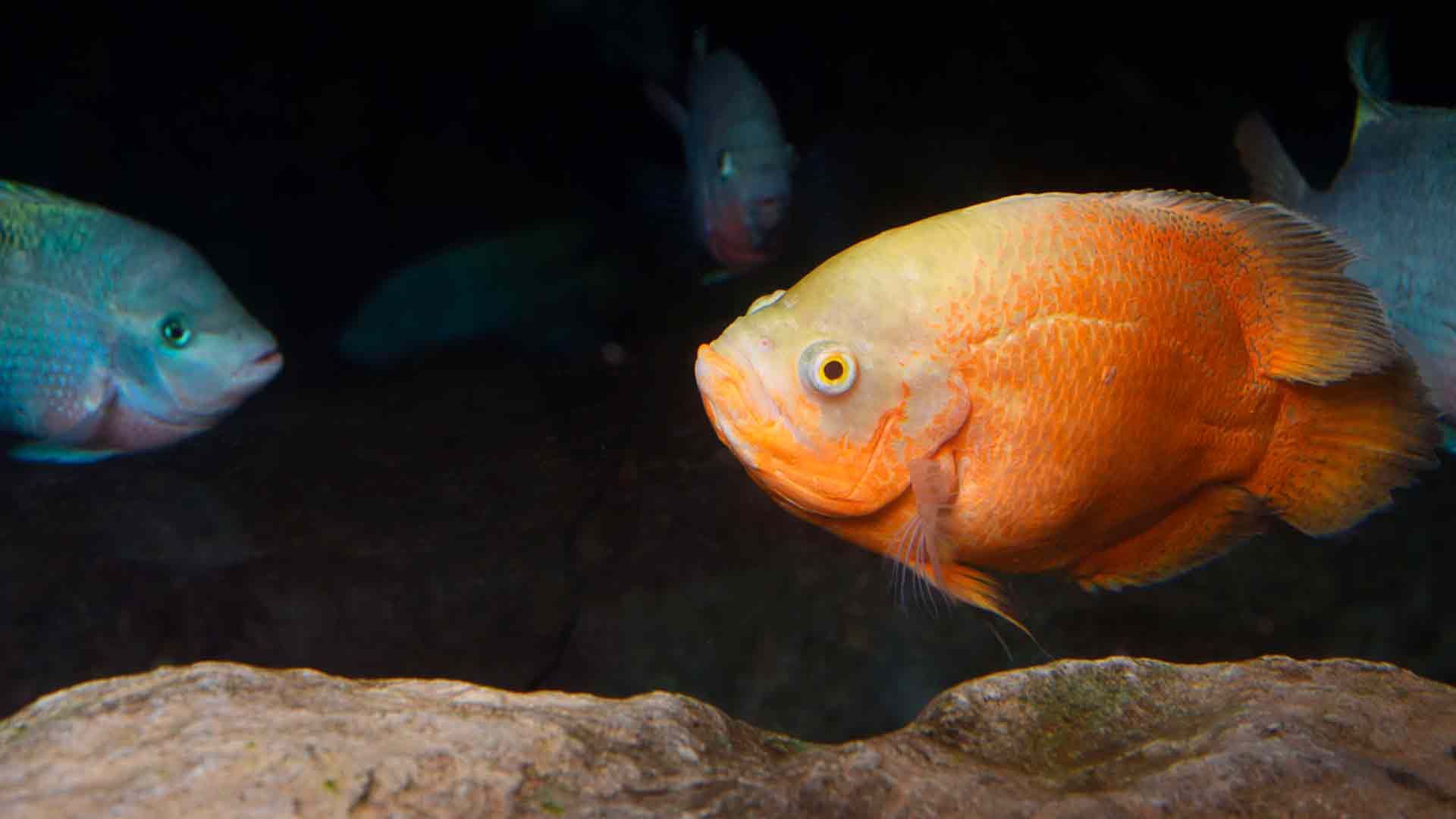 Marble Cichlid