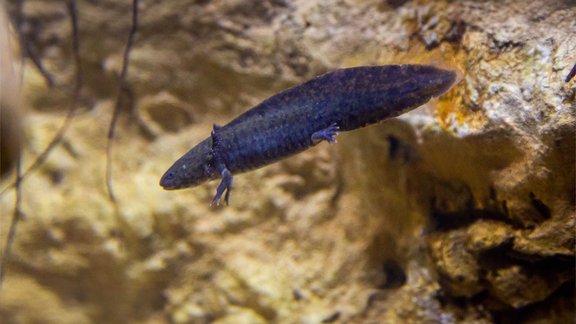 Mexican Axolotl