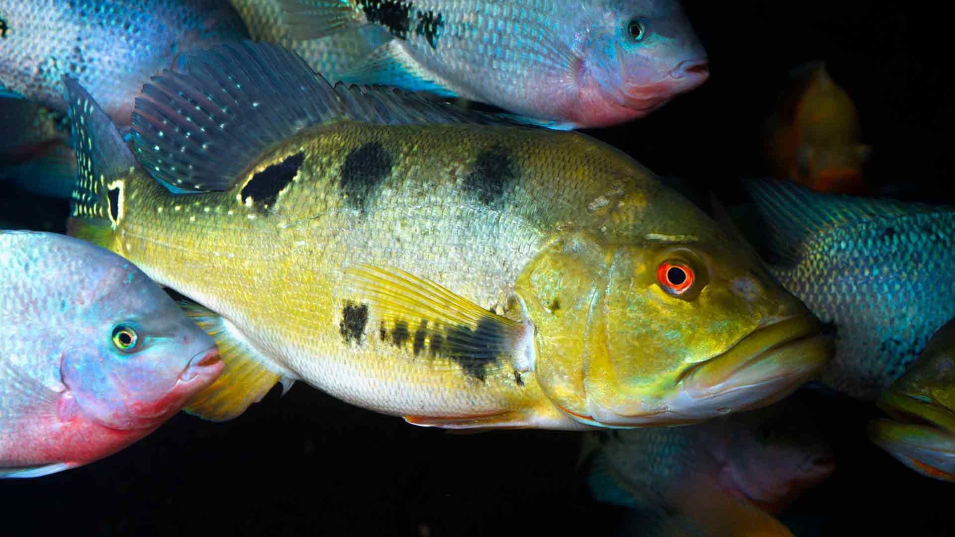 Butterfly Peacock Bass